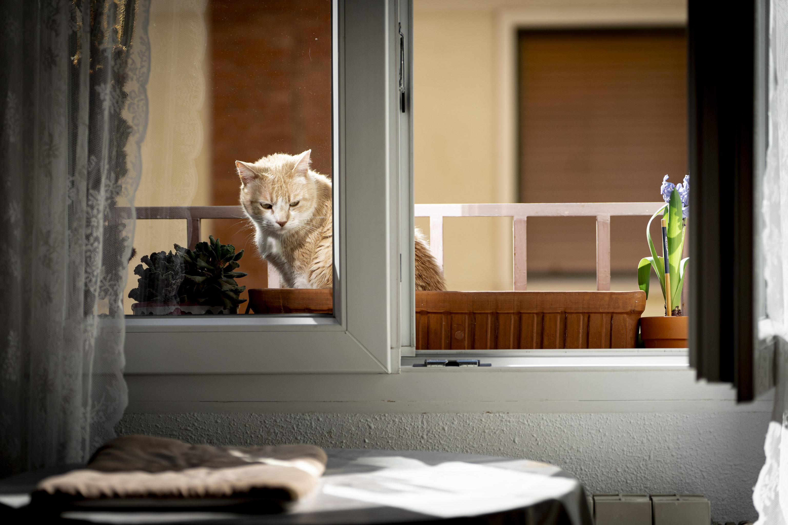 Un gato disfruta del sol en una ventana de su casa en Madrid.