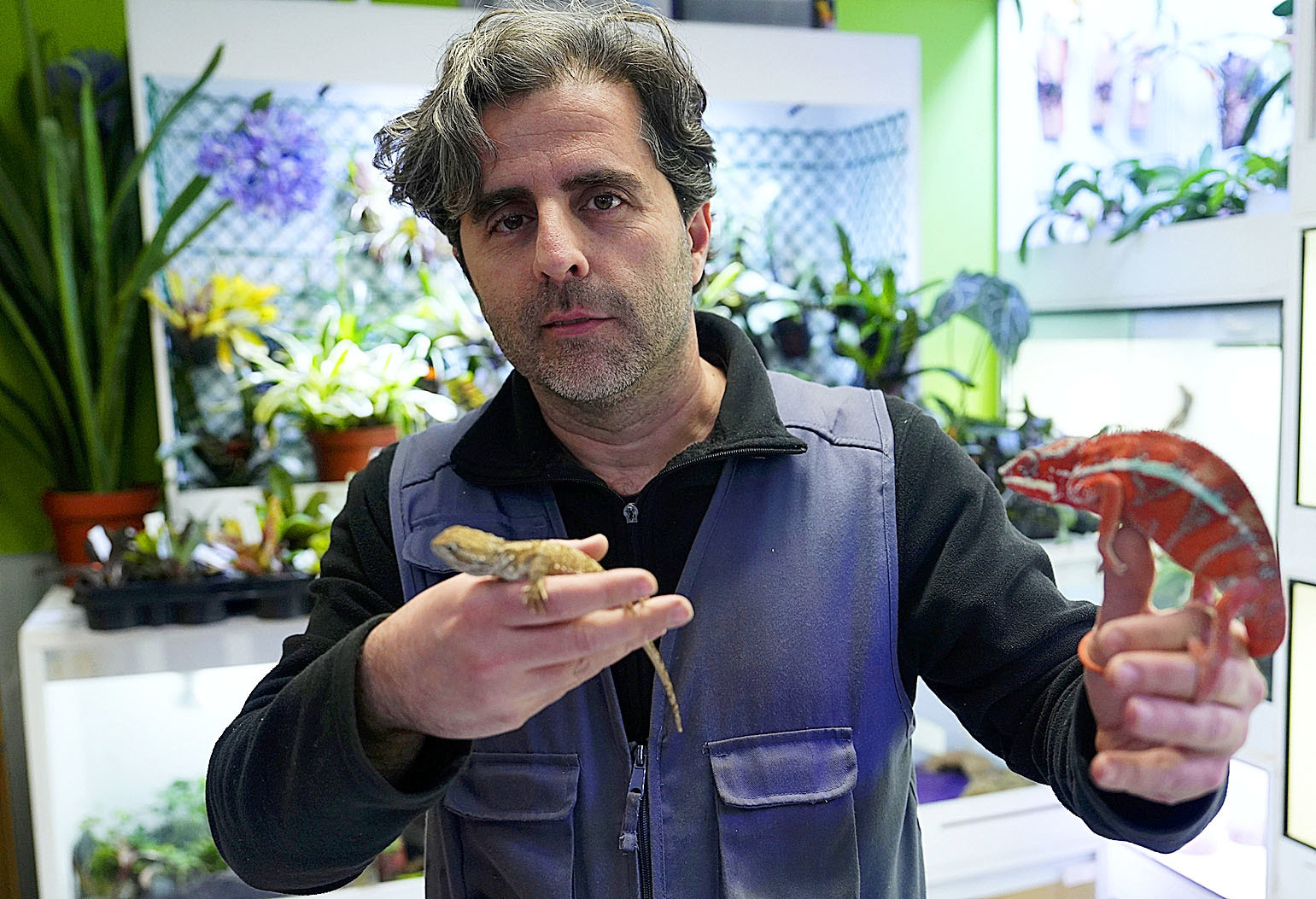 Mario Gonzlez, dueo de una tienda de animales en Madrid, con un lagarto australiano y un camalen, especies que no va a poder vender.