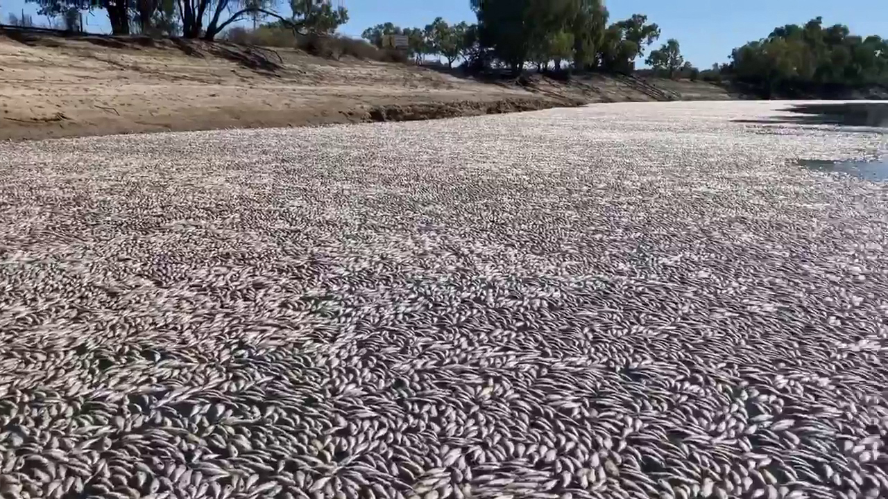 Millones de peces muertos bloquean un río australiano