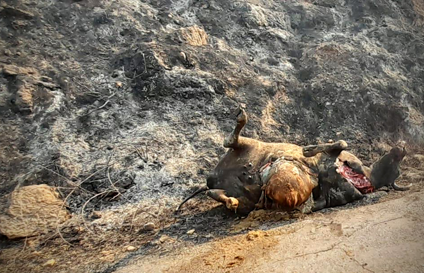 Animal muerto en el incendio de Villanueva de Viver (Castellón).