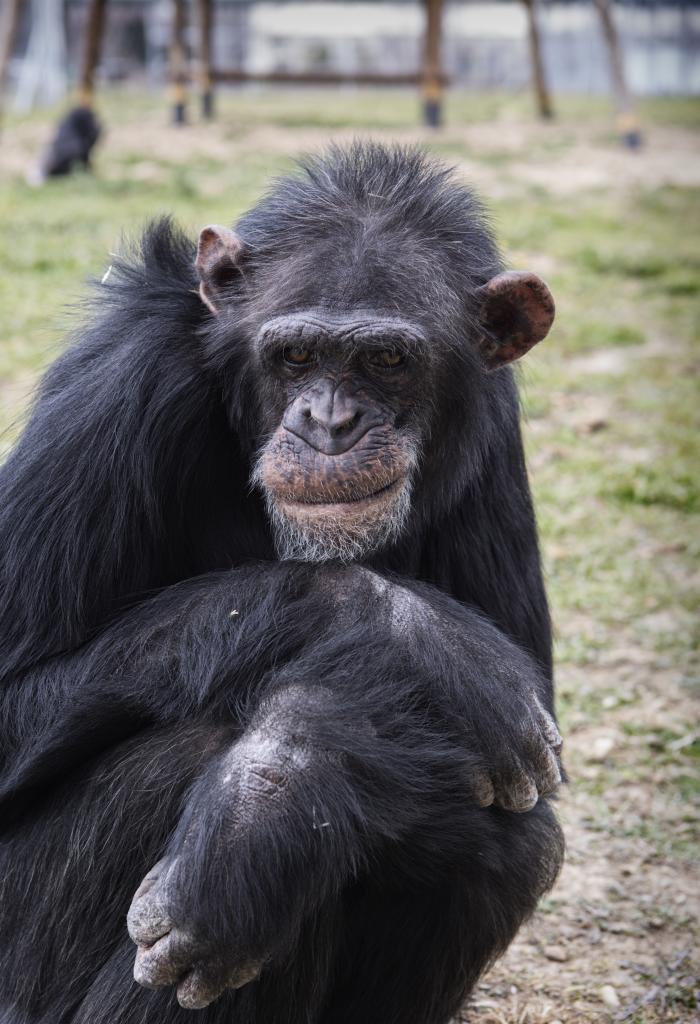 Fotografa de un chimpanc.