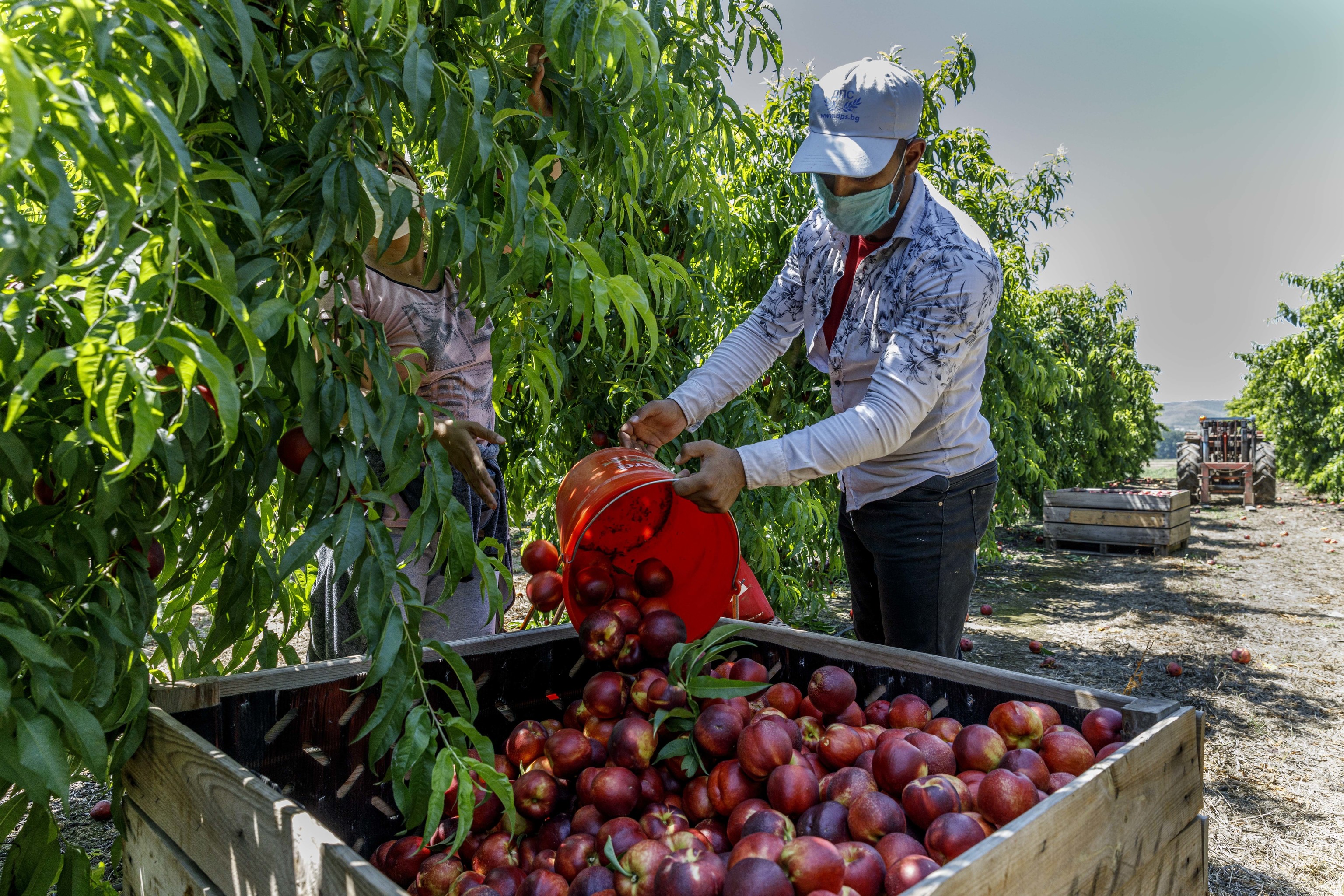 Un trabajador recoge la fruta