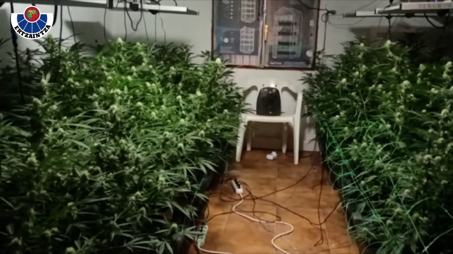 Imagen de uno de los cultivos ilegales de marihuana en una casa en las Merindades (Burgos).