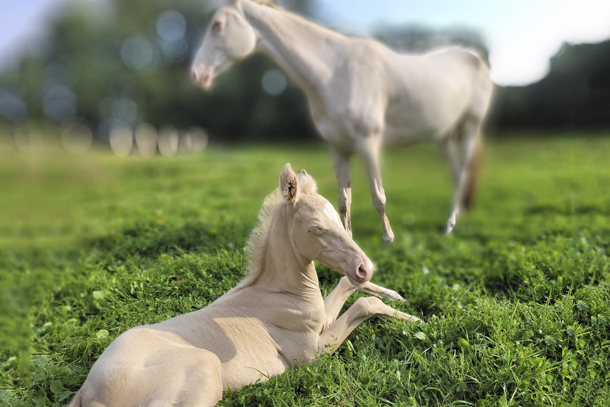 Dos ejemplares Akhal Teké que viven en la Finca Arias, especializada en la cría de esta magnífica raza de caballos. Se encuentra en Jarandilla de la Vera (Cáceres) y su propietario es Javier Díaz