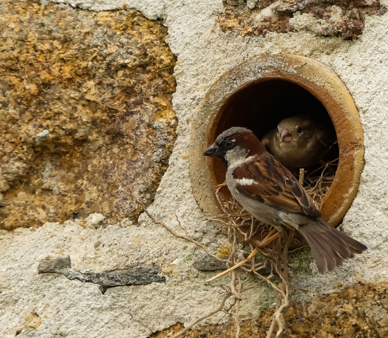 Una pareja de gorriones comunes en un espacio integrado en fachada como lugar de nidificacin