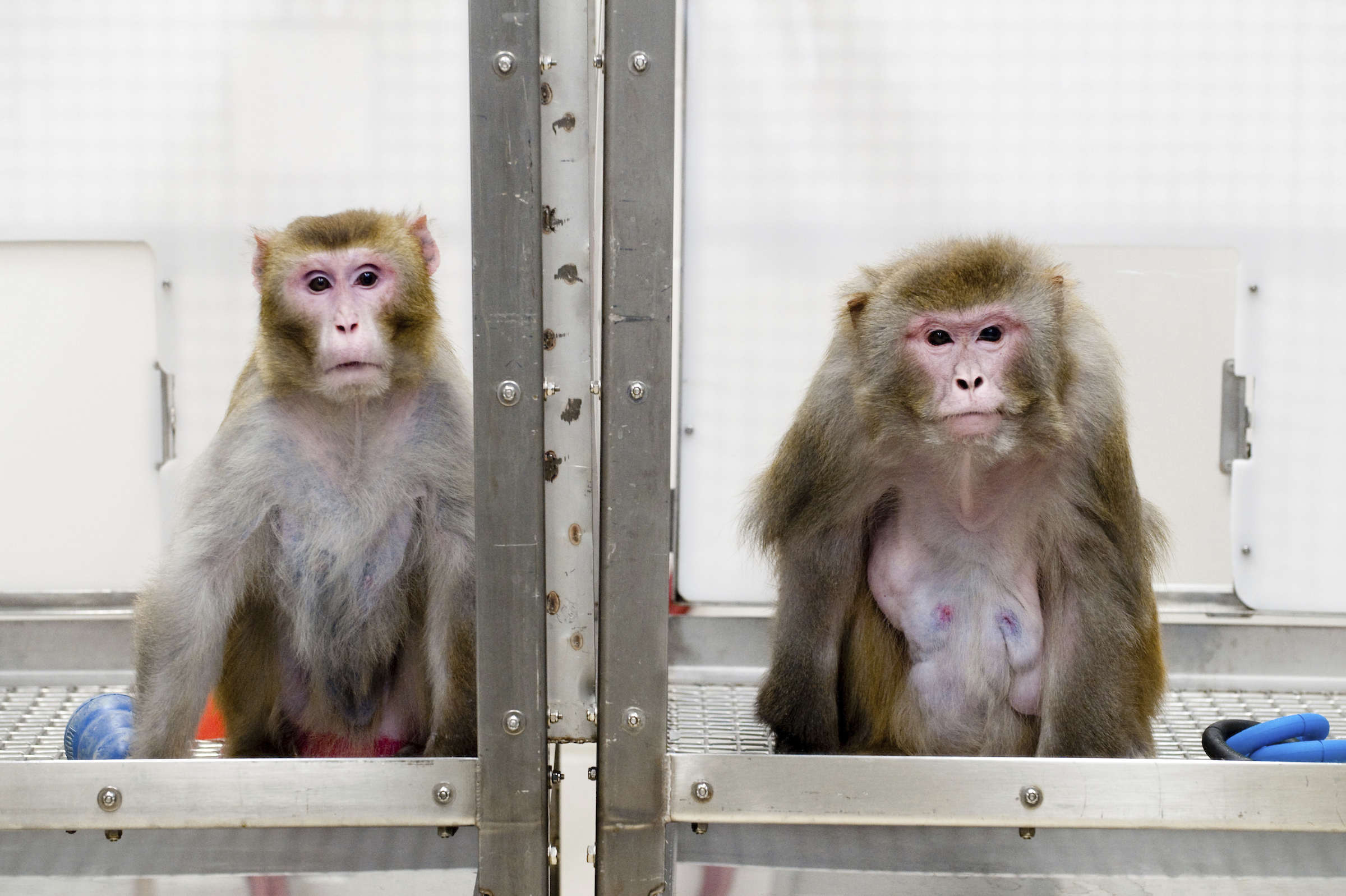 Imagen de archivo de dos macacos en el Centro Nacional de Investigacin de Primates de Wisconsin.