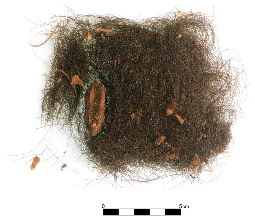 El pelo encontrado en la cueva de Es Crritx, Menorca.