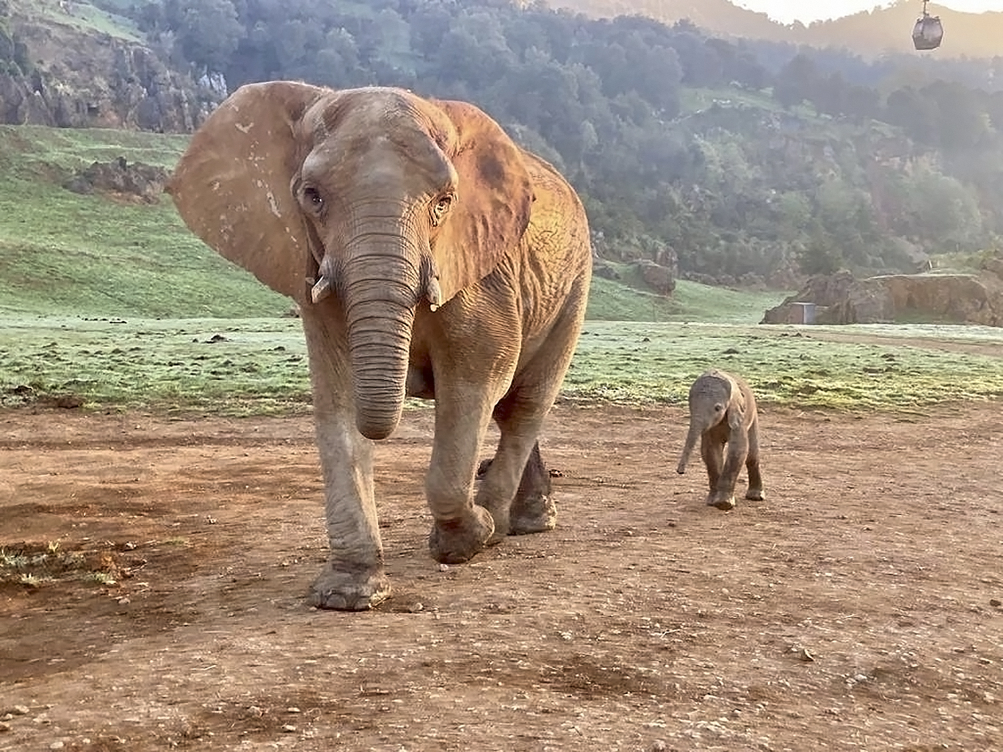 La nueva elefante nacida en Cabrceno esta semana.