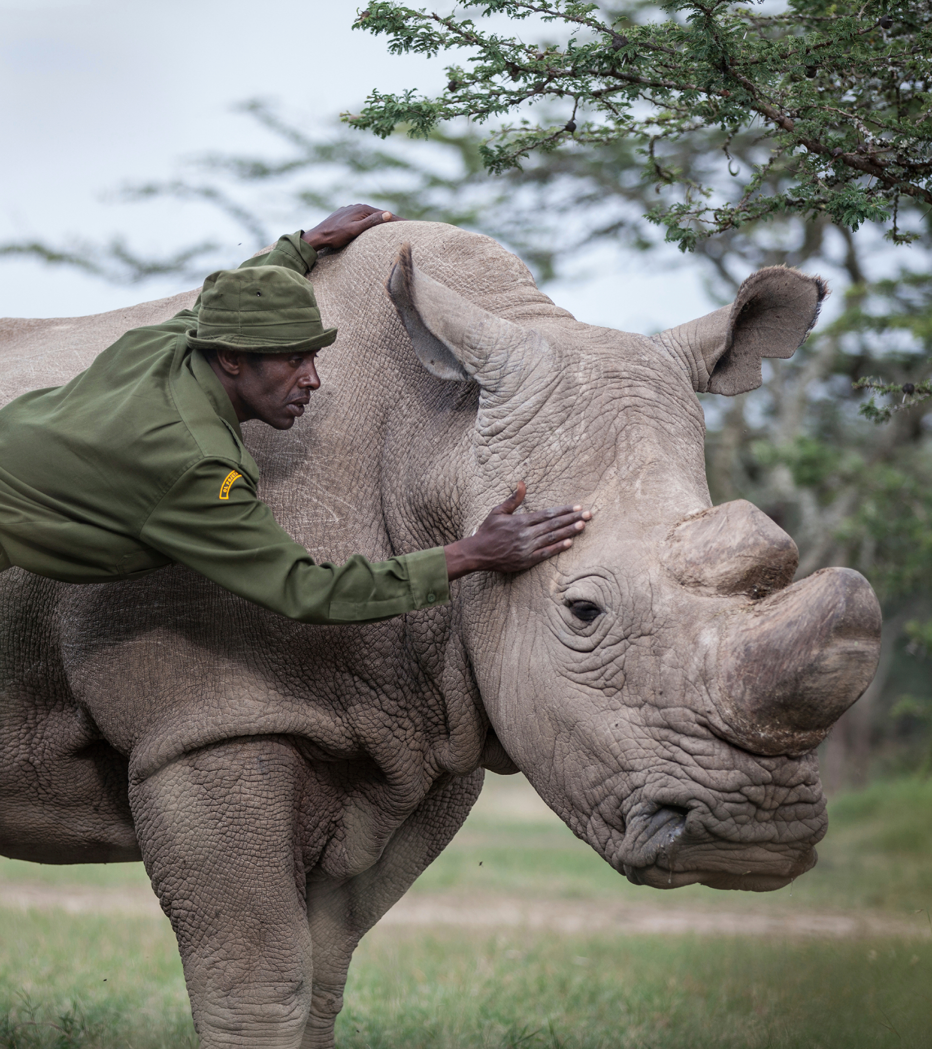 Sudán rinoceronte blanco