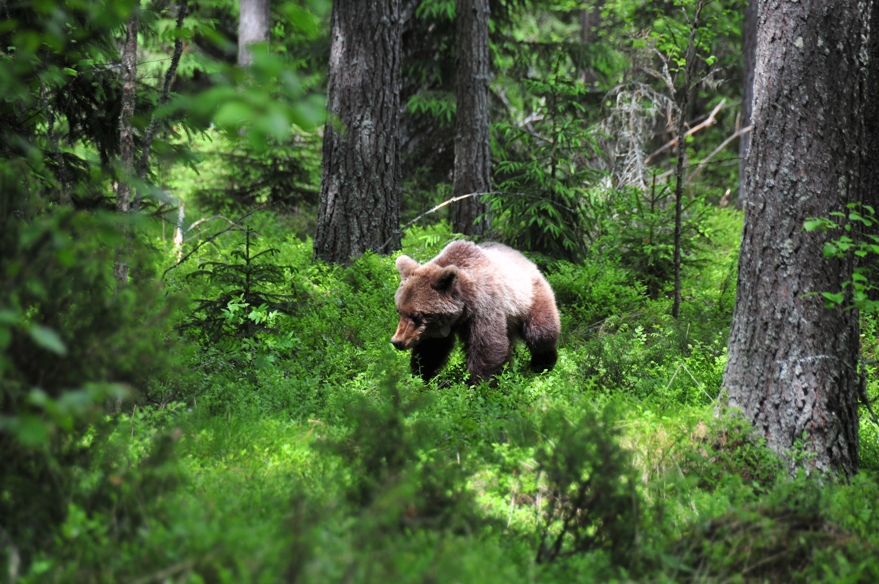 Un oso pardo en el bosque, en verano.