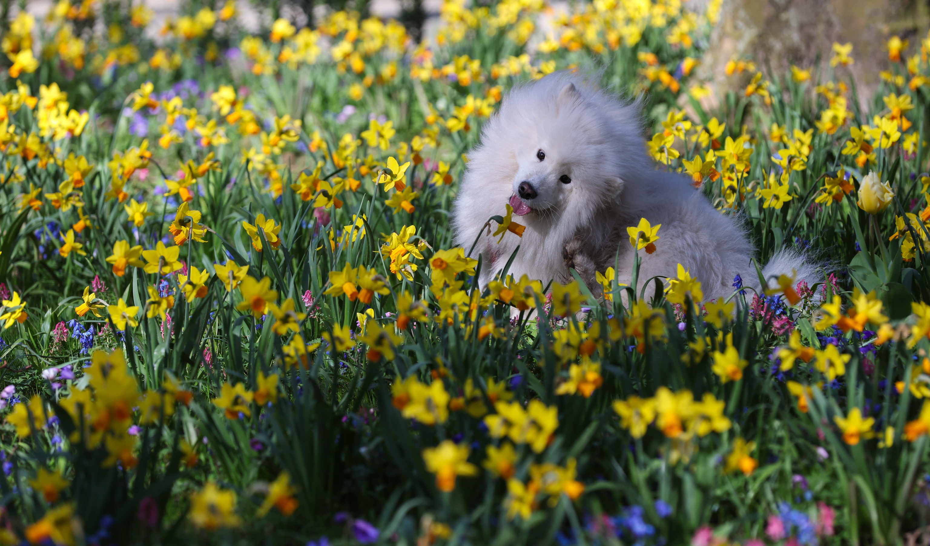 Un perro observando flores.