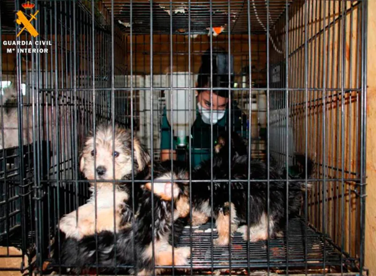Perros hacinados en jaulas
