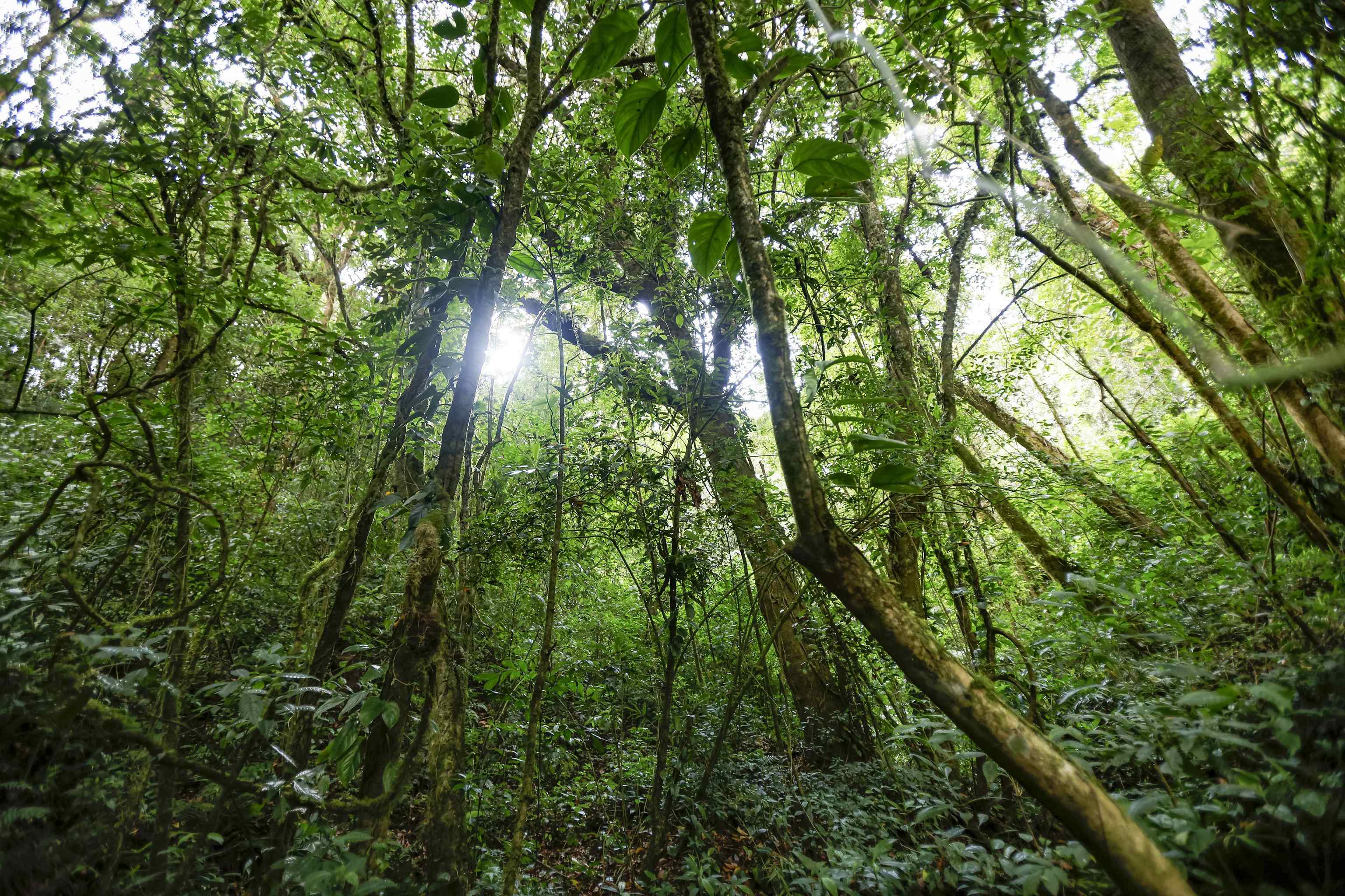 Fotografía de un bosque en los alrededores del volcán Poas, el 13 de abril de 2023, en Alajuela, noroeste de San José (Costa Rica). Este sábado 22 de abril se conmemora el Día Mundial de la Tierra, fecha creada por las Naciones Unidas para concientizar a la población sobre los valores de la conservación de la biodiversidad y la problemática de la contaminación.