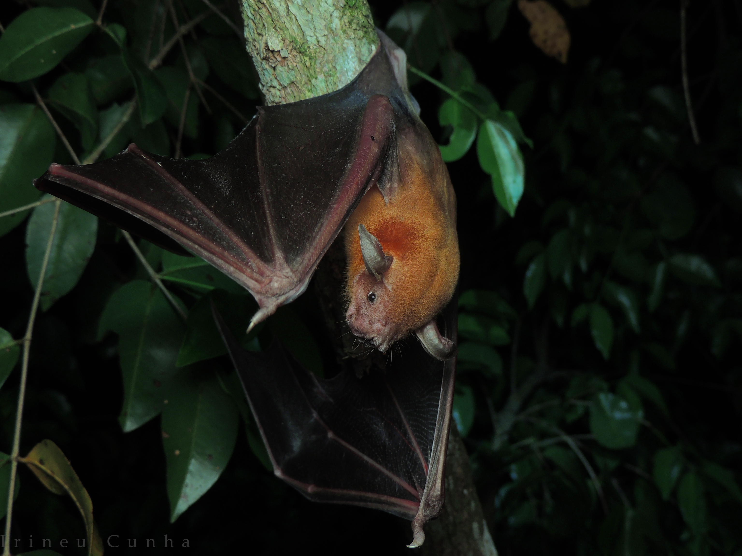 El murciélago pescador es una de las especies cuyo genoma ha analizado el 'Proyecto Zoonomia'.