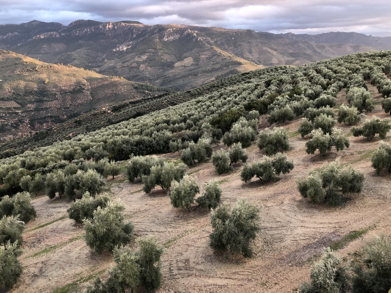 un campo de olivos en la provincia de Jan.
