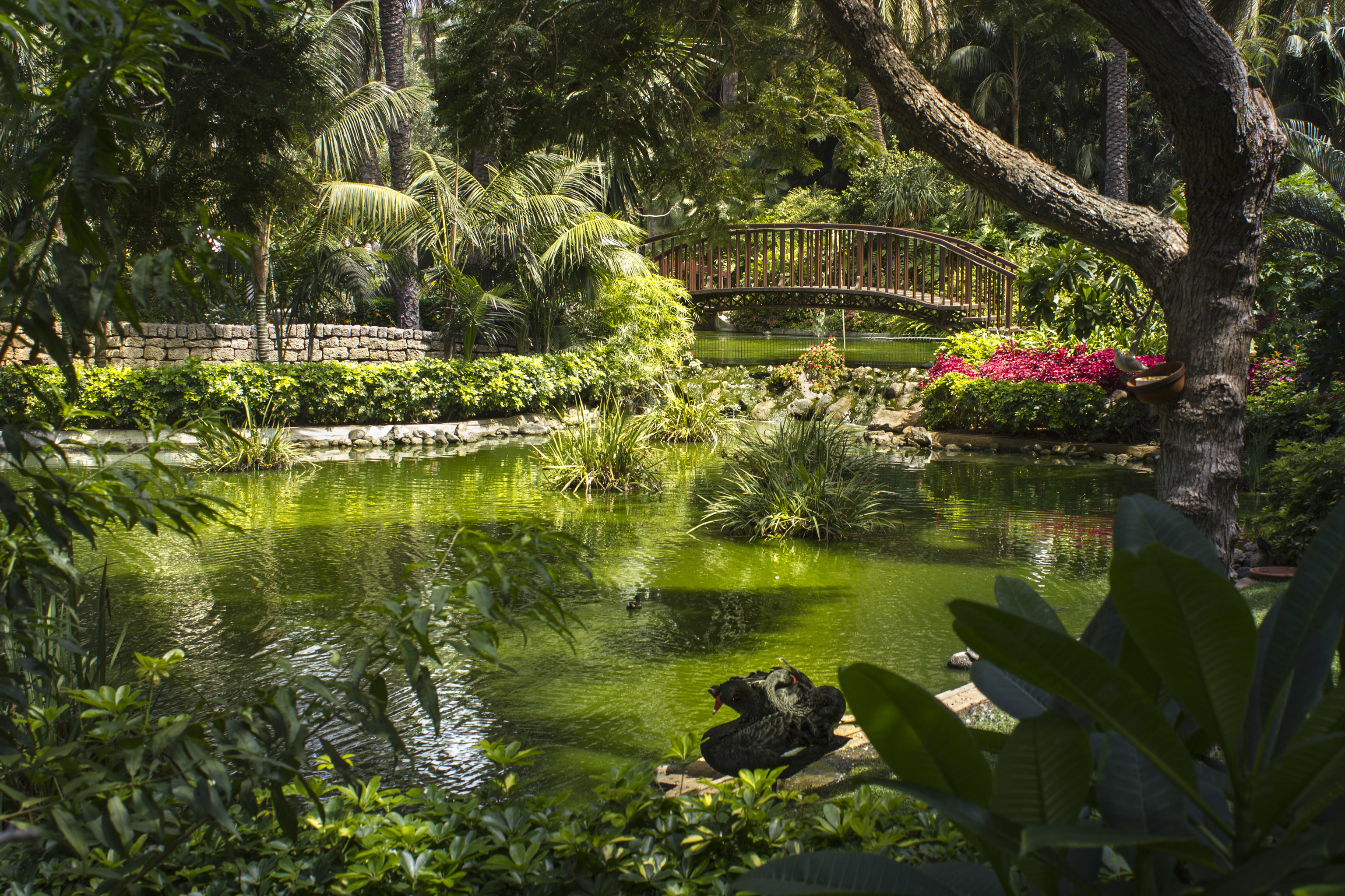 El jardín del Hotel Botánico de Tenerife ocupa 25.000 m2.