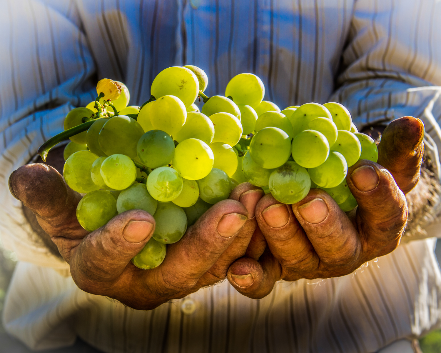 Cultivo de uva moscatel en la Axarquía malagueña.