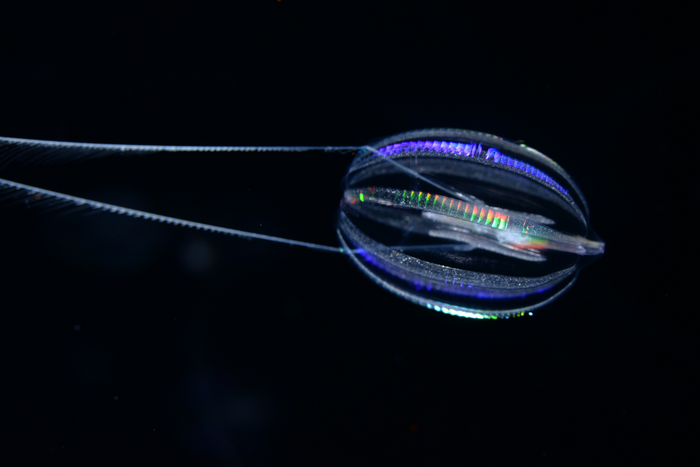 Una medusa peina de la especie 'Hormiphora californensis'