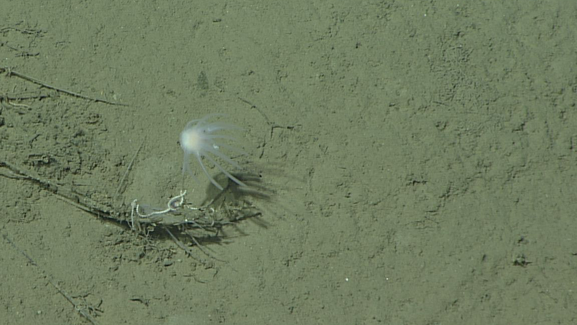 A recently discovered sponge in California, 3,970 meters deep