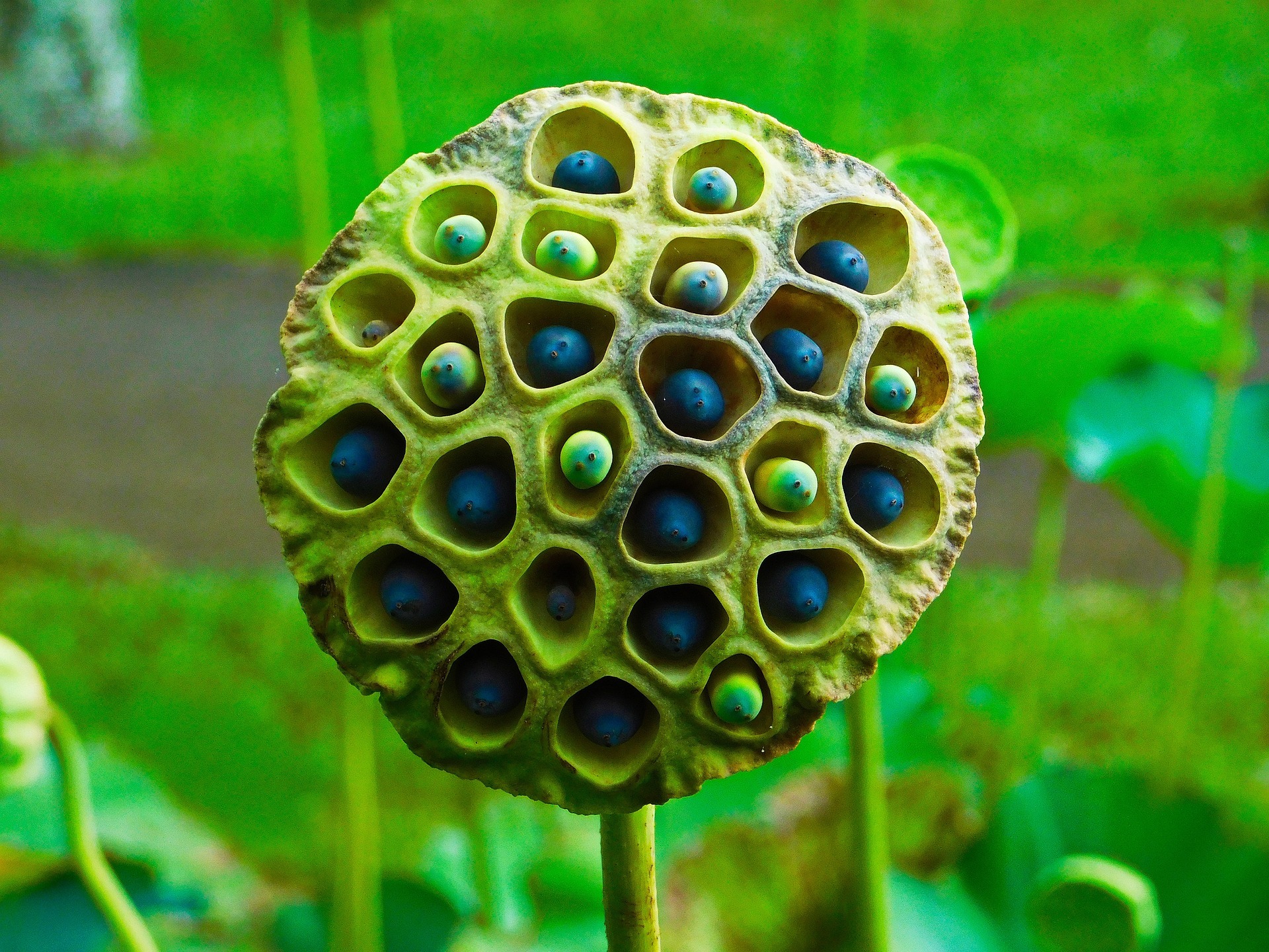 Flor de loto, una planta acuática con fruto y semillas