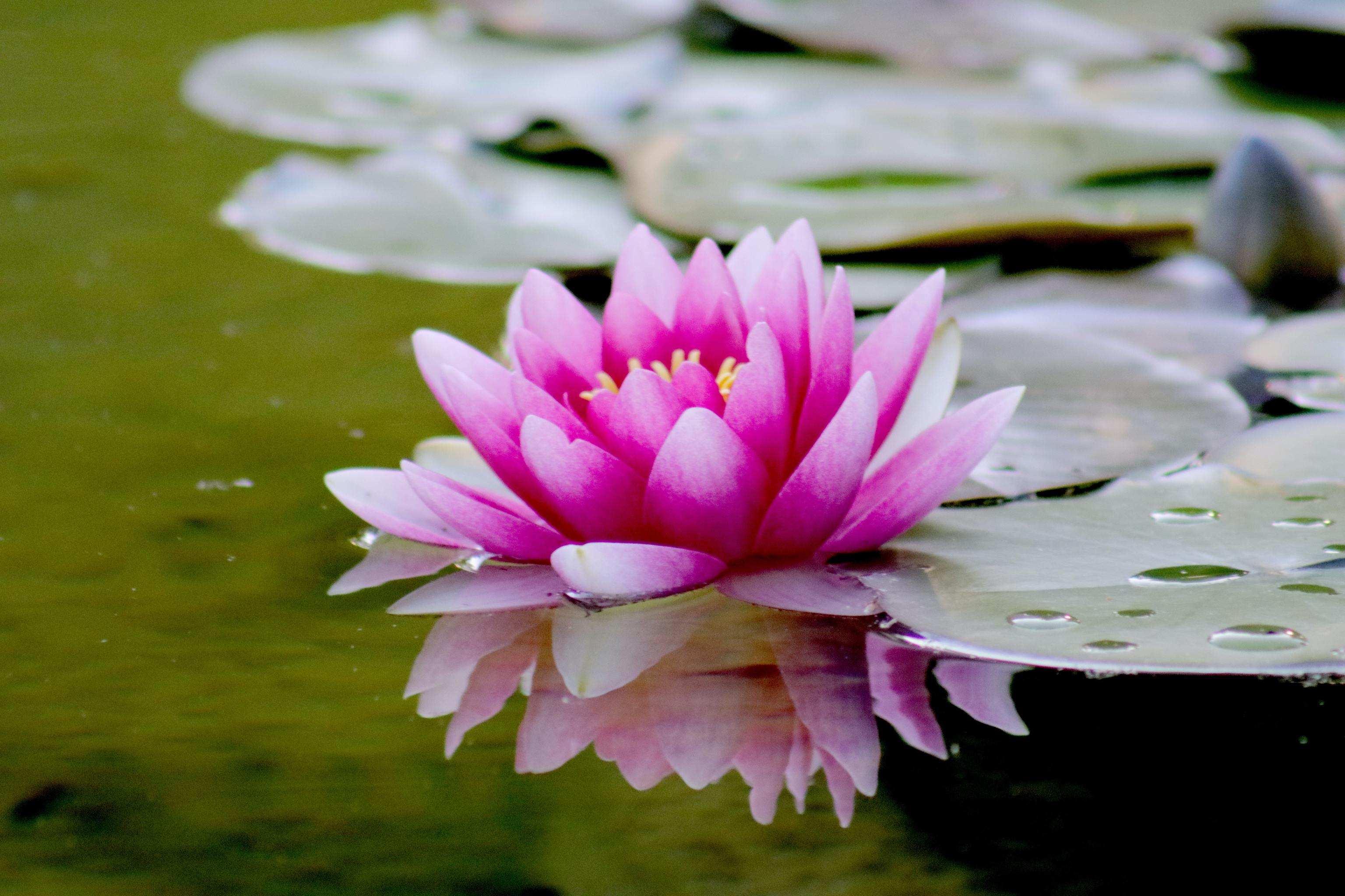 Flor de loto, una planta acuática con hojas y flores sobre el agua