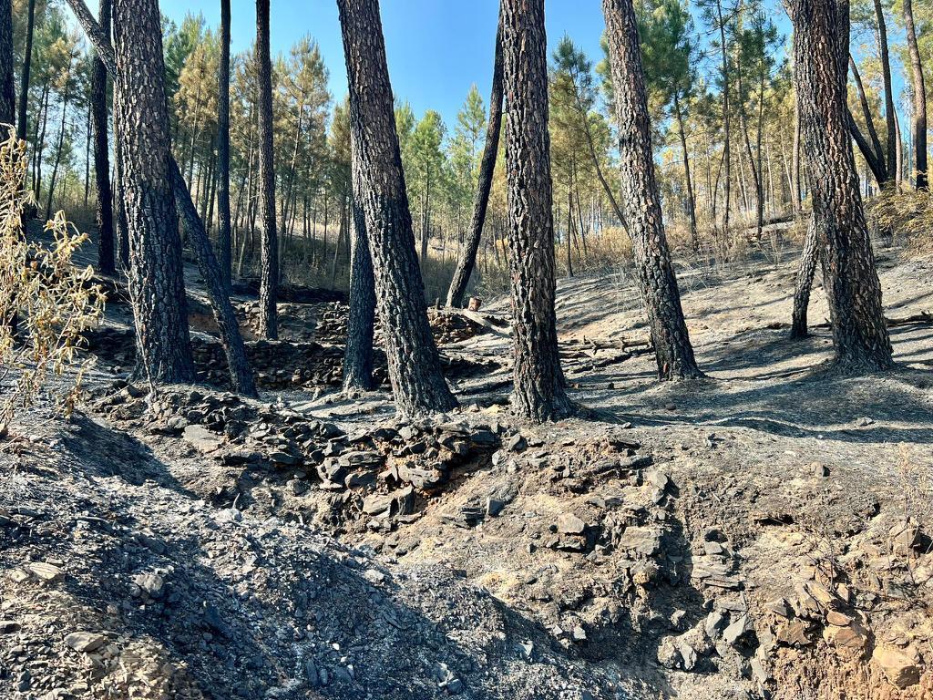 Estado de una de las zonas de pinos de la zona de Las Hurdes, tras el incendio.