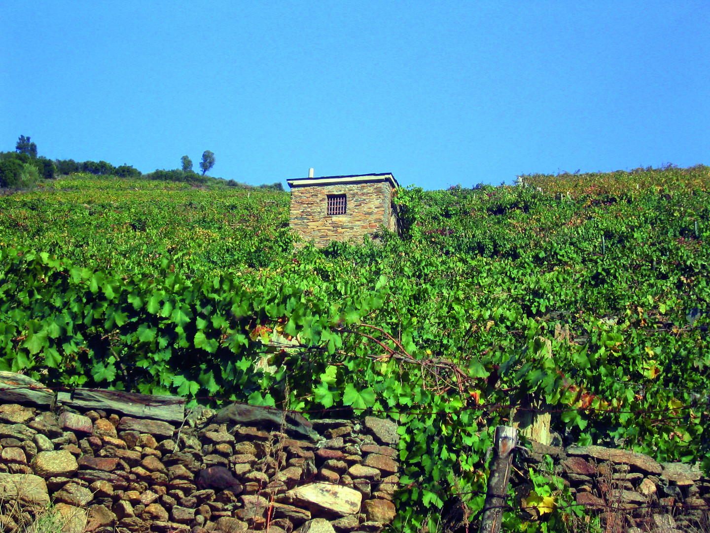 Paraje vinícola de la Ribeira Sacra.