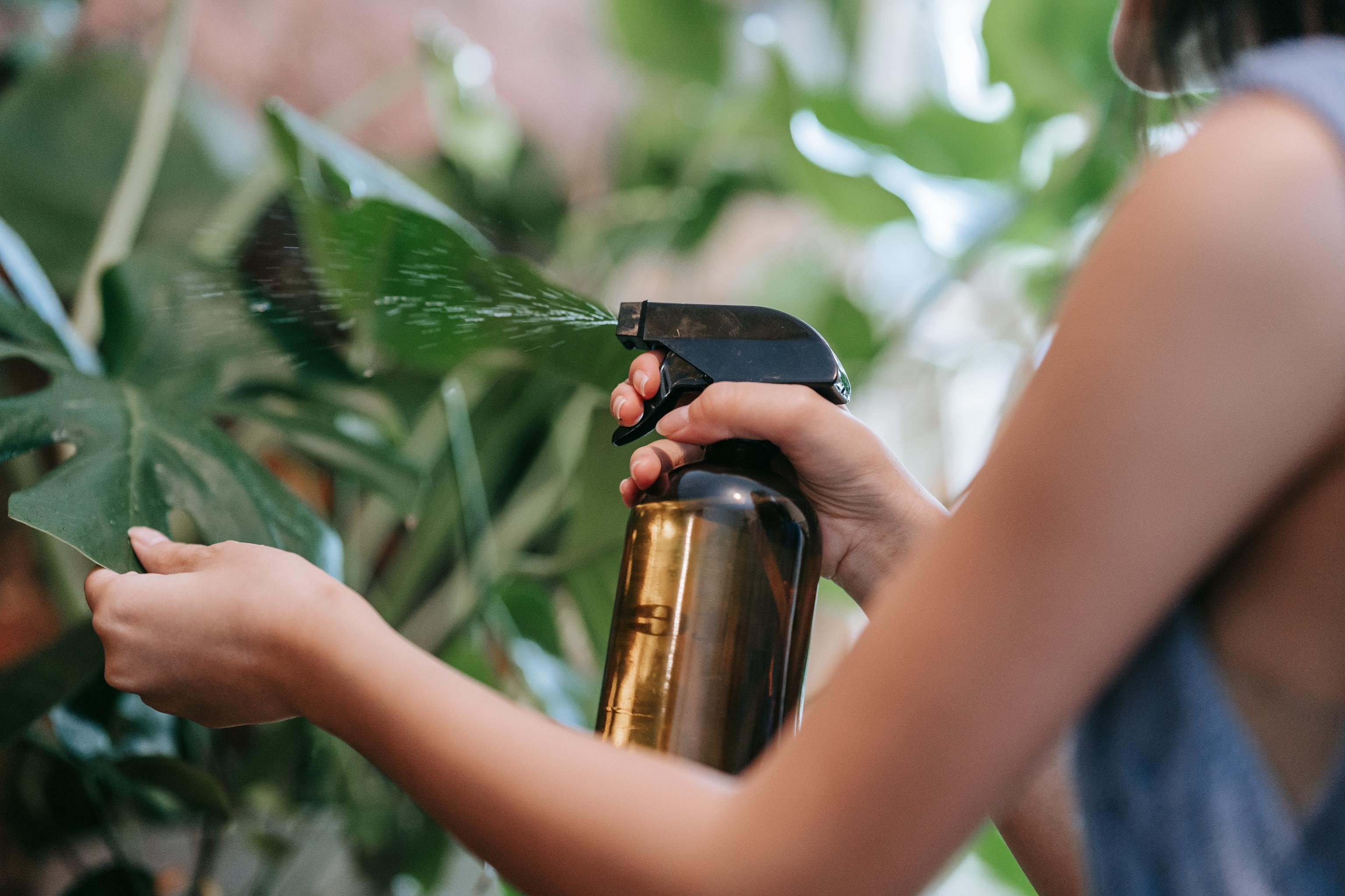 Aceite de neem y jabón potásico para las plantas: cómo hacerlo y