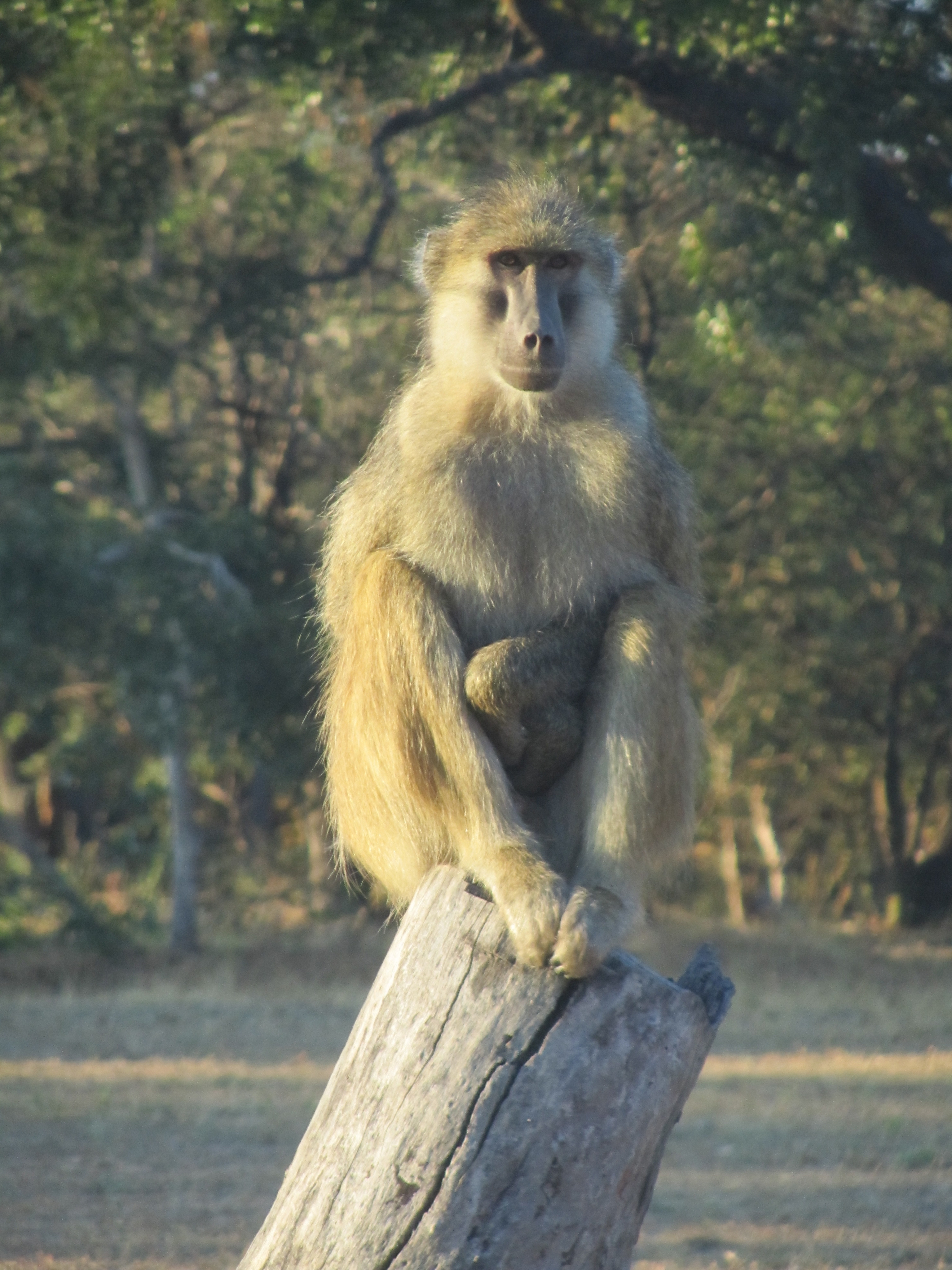 Un babuino adulto ('Papio kindae') en Zambia.