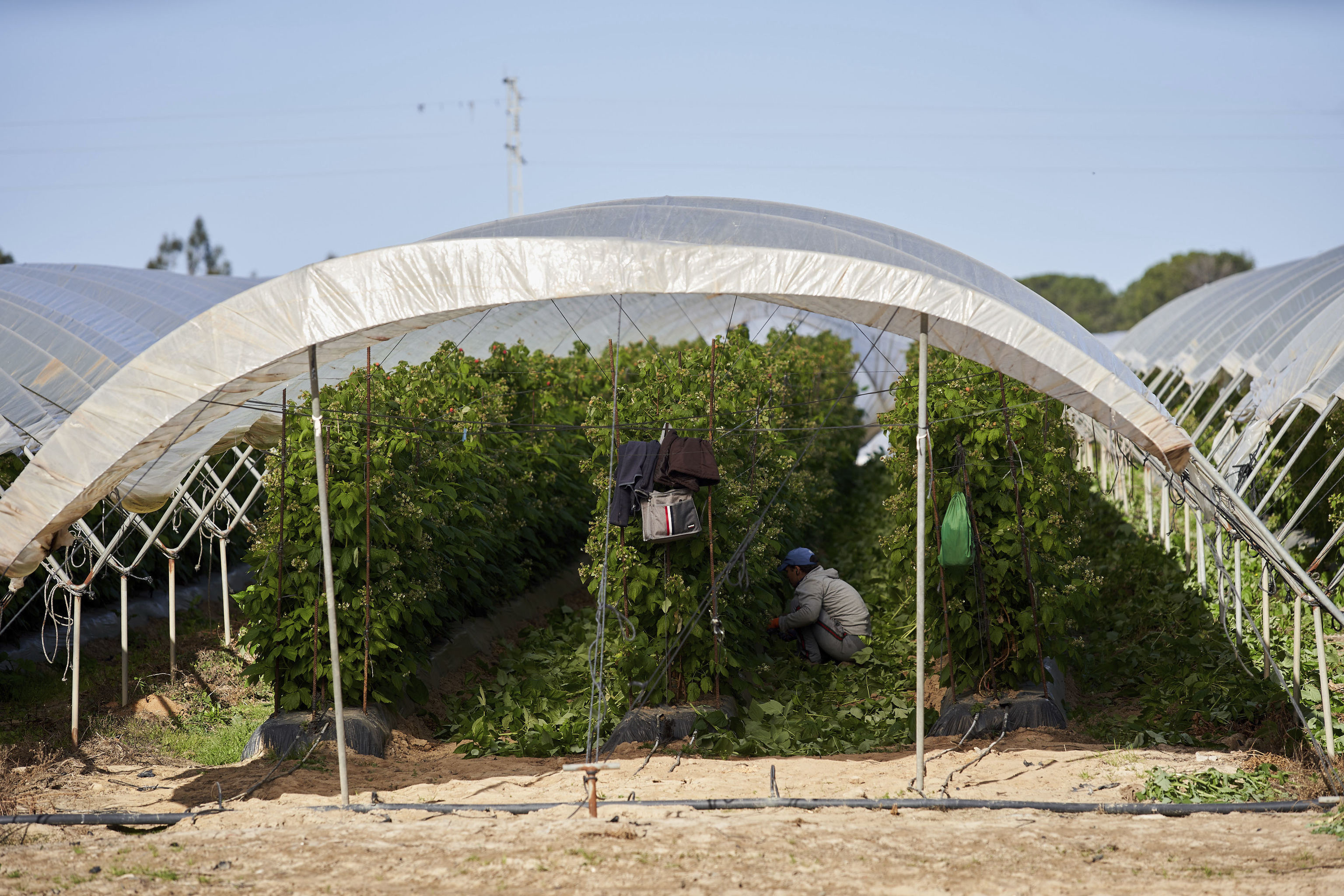 Un temporero trabaja en una explotacin de fresas en Lucena del Puerto, en la Corona Norte de Doana.