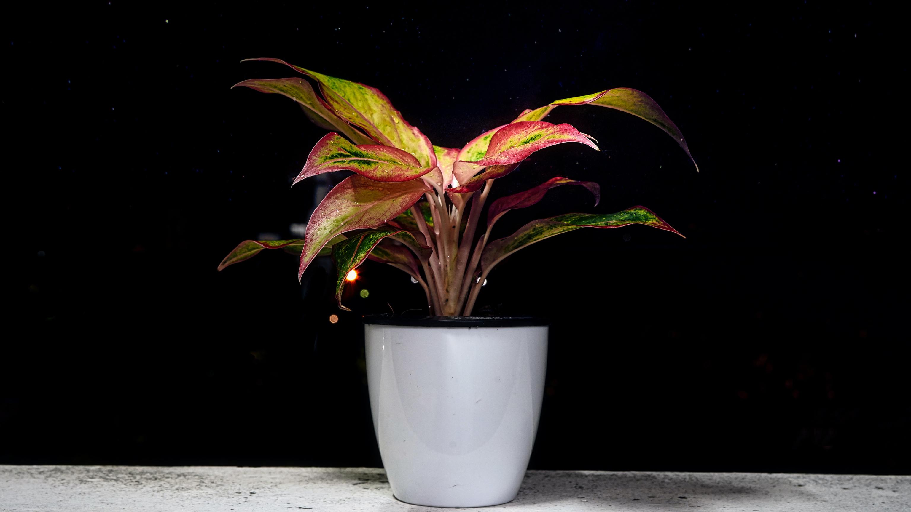 Plantas de interior resistentes con poca luz: aglaonema
