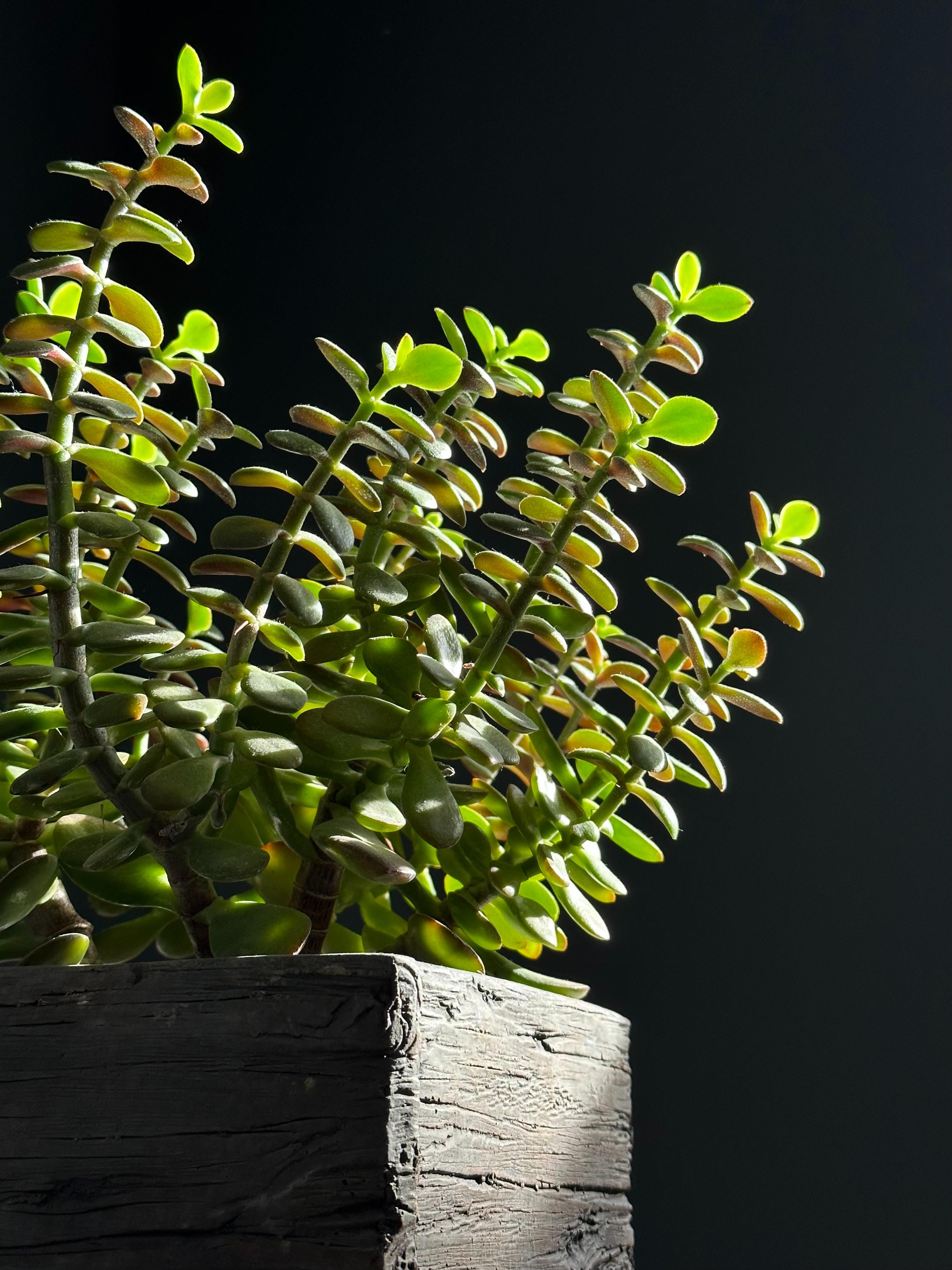 Plantas de interior resistentes con poca luz: planta de jade