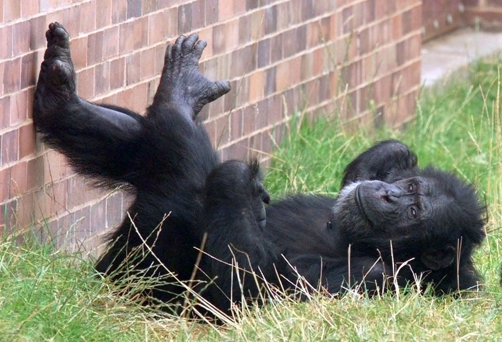 Un chimpanc tumbado  en el Zoo de Chester.