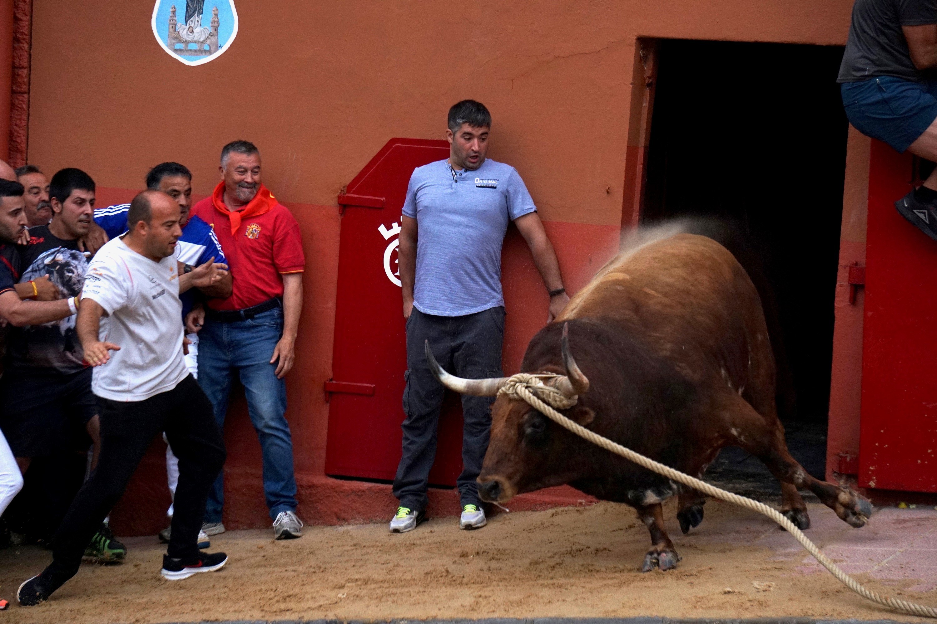 El Toro Enmaromado de Benavente volvi a convocar a miles de aficionados en torno a sus 500 aos de  tradicin