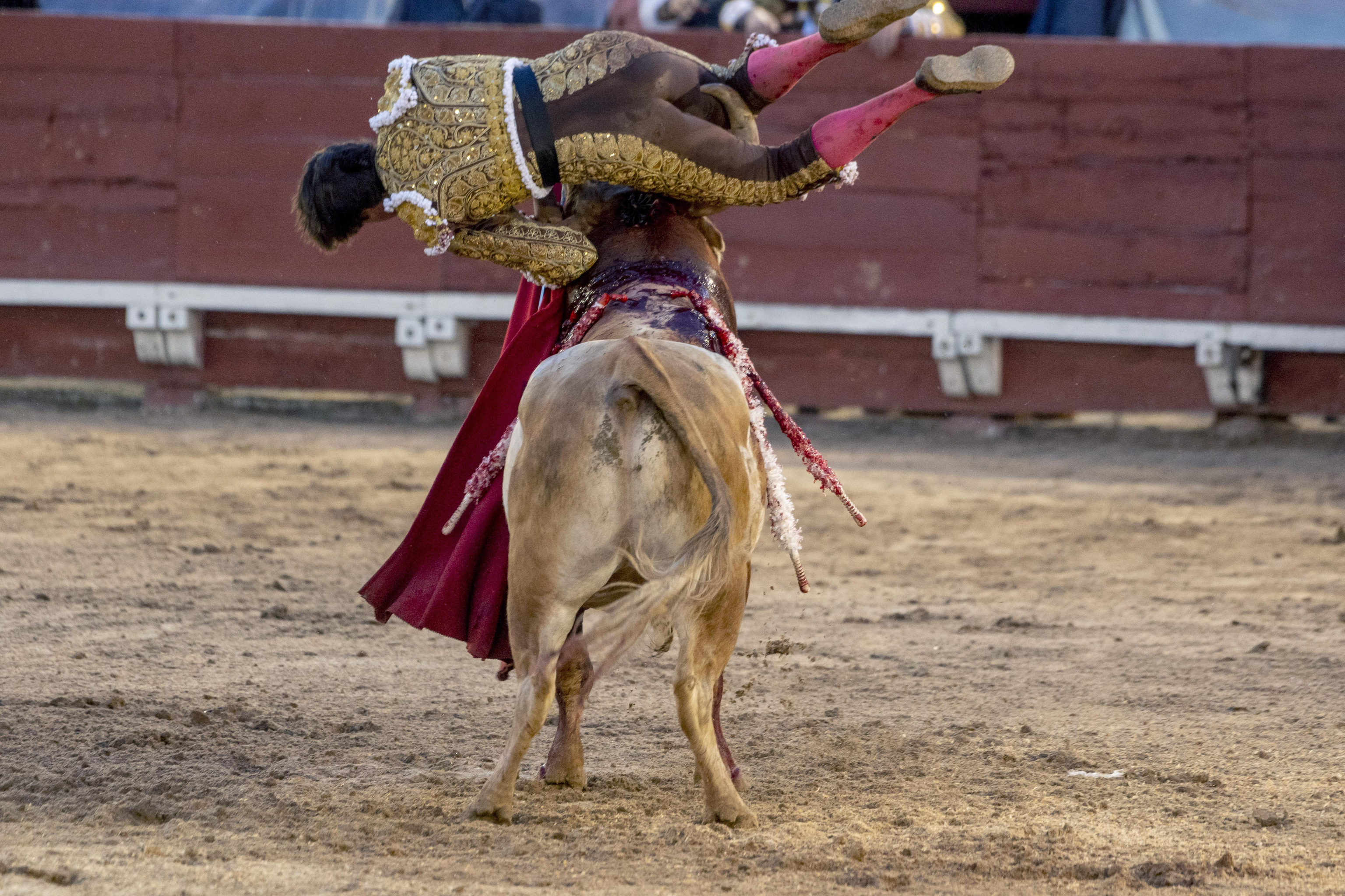 El torero peruano  Roca Rey es embestido durante la corrida de toros parte de la celebración de la fiesta del Corpus Christi este jueves, en Toledo.