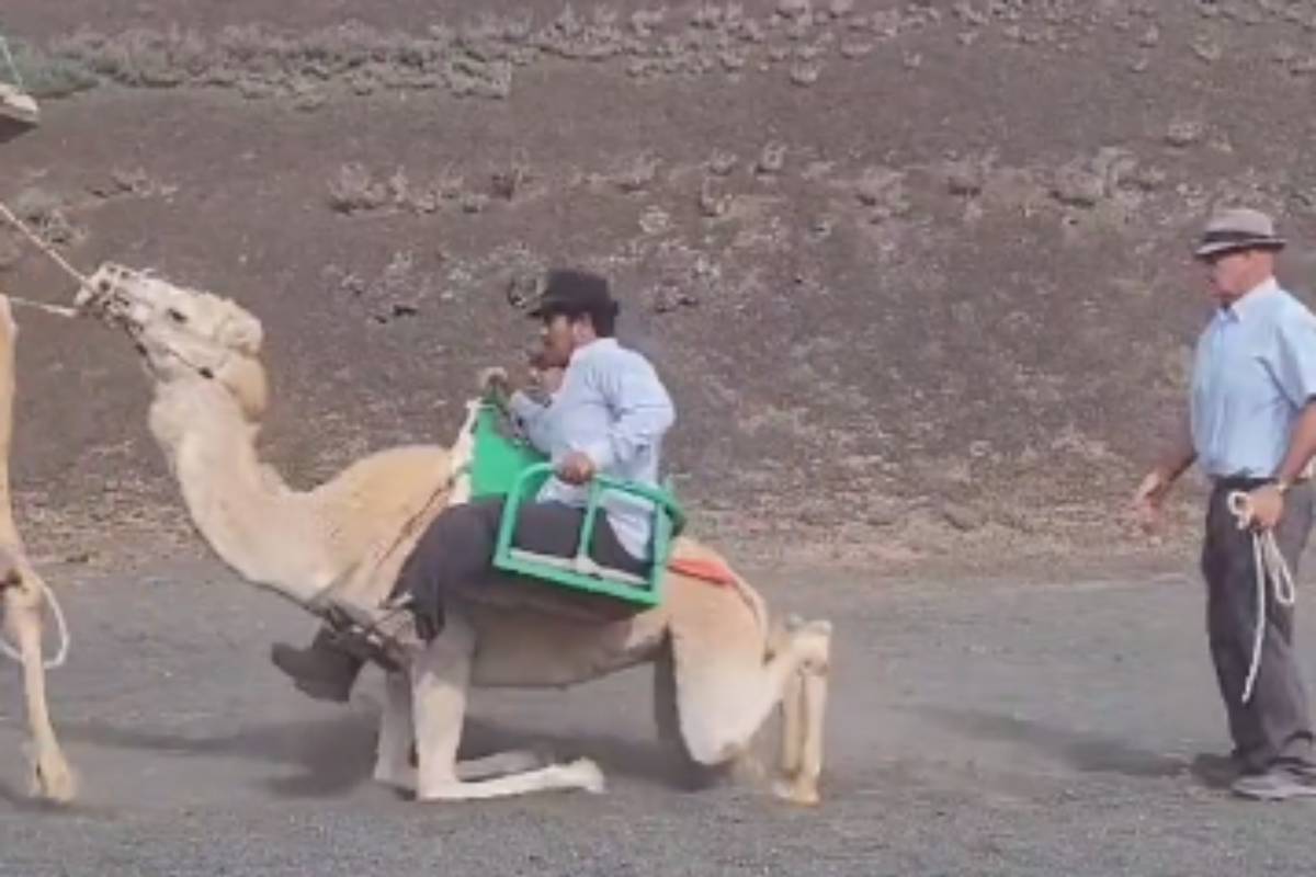 La Fundación Franz Weber denuncia el trato dado a los camellos para pasear turistas en Lanzarote y pide terminar con este reclamo