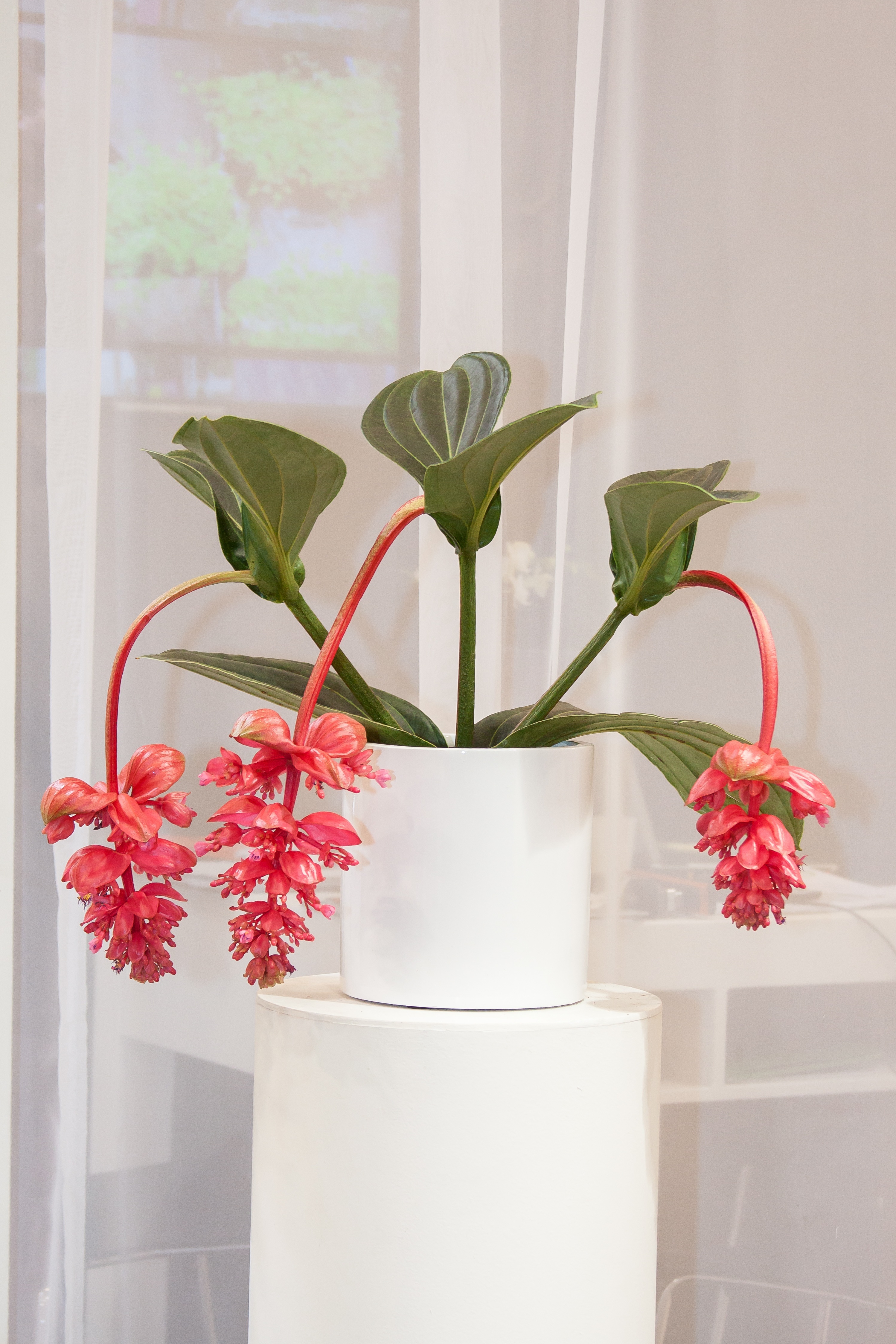 25 plantas de interior con flor para decorar tu casa durante todo el año