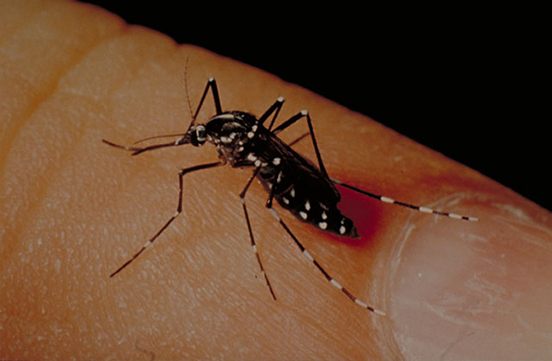 Ejemplar de mosquito tigre, sobre el dedo de una persona adulta.