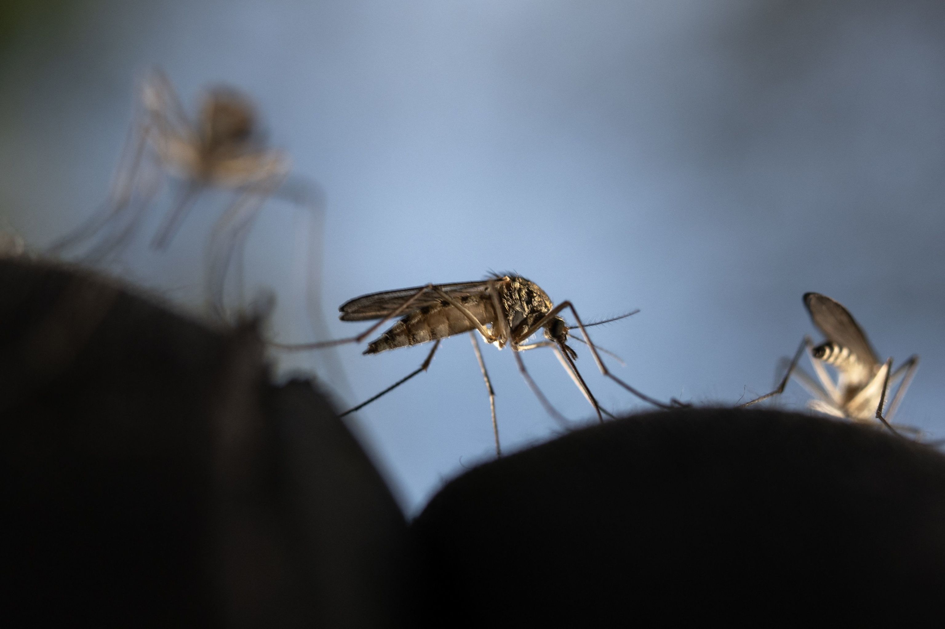 Mosquitos en una imagen de archivo.