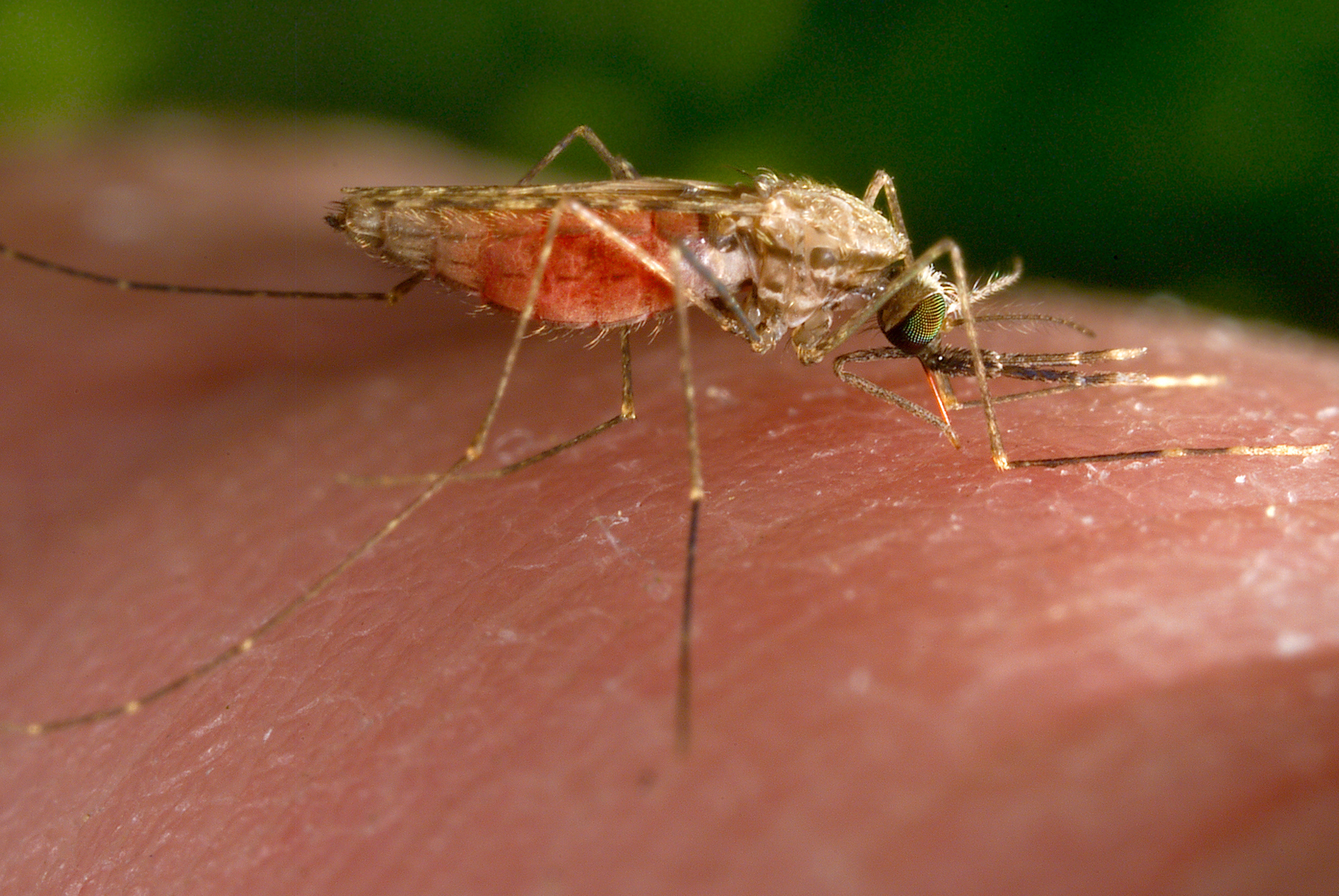 Un mosquito transmisor de la malaria.