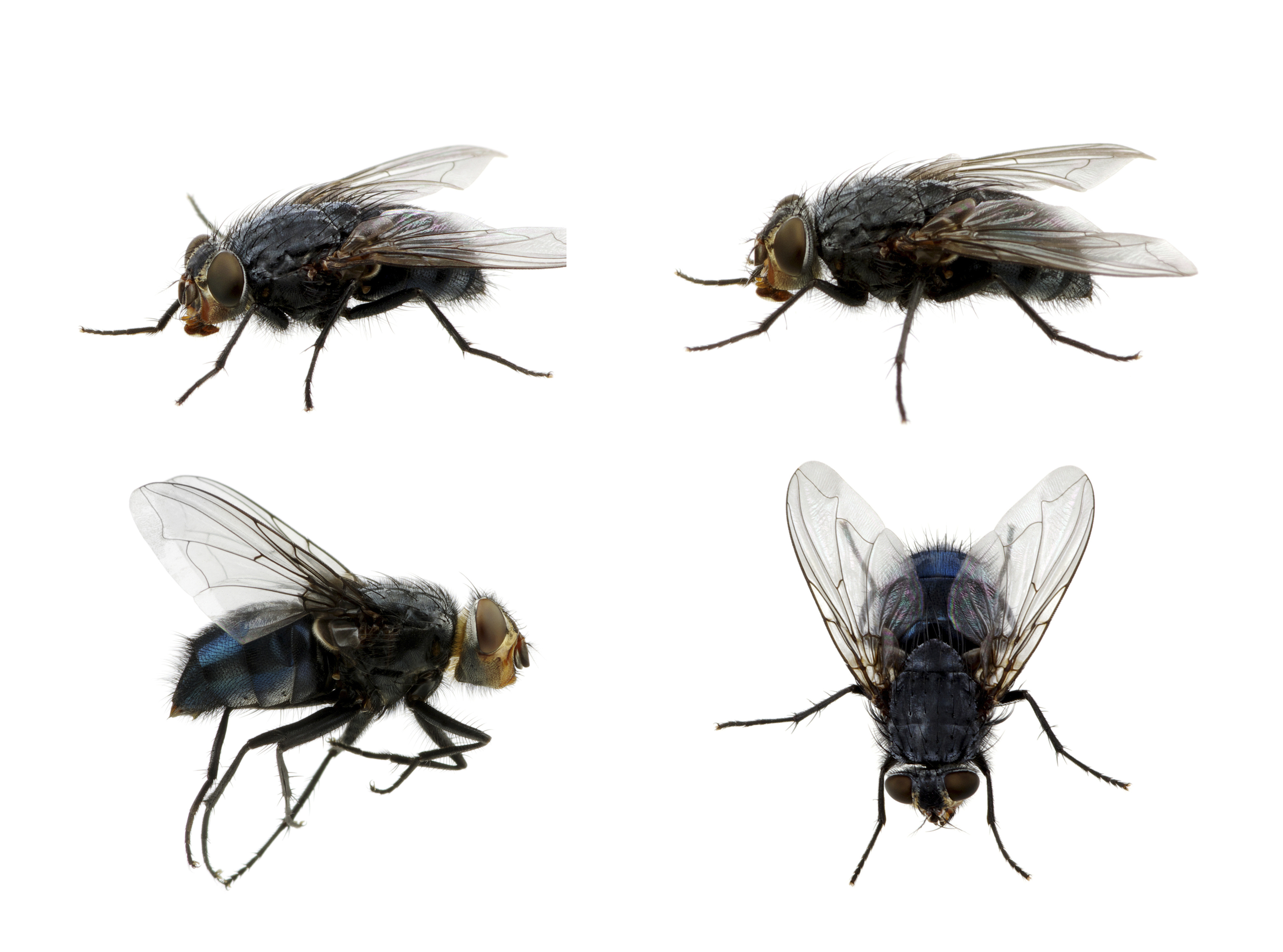 7 remedios caseros para ahuyentar, eliminar o atrapar moscas en casa