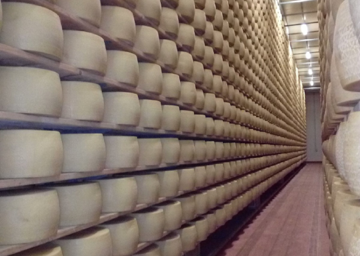 Ruedas de queso de Grana Padano en las instalaciones de la granja.