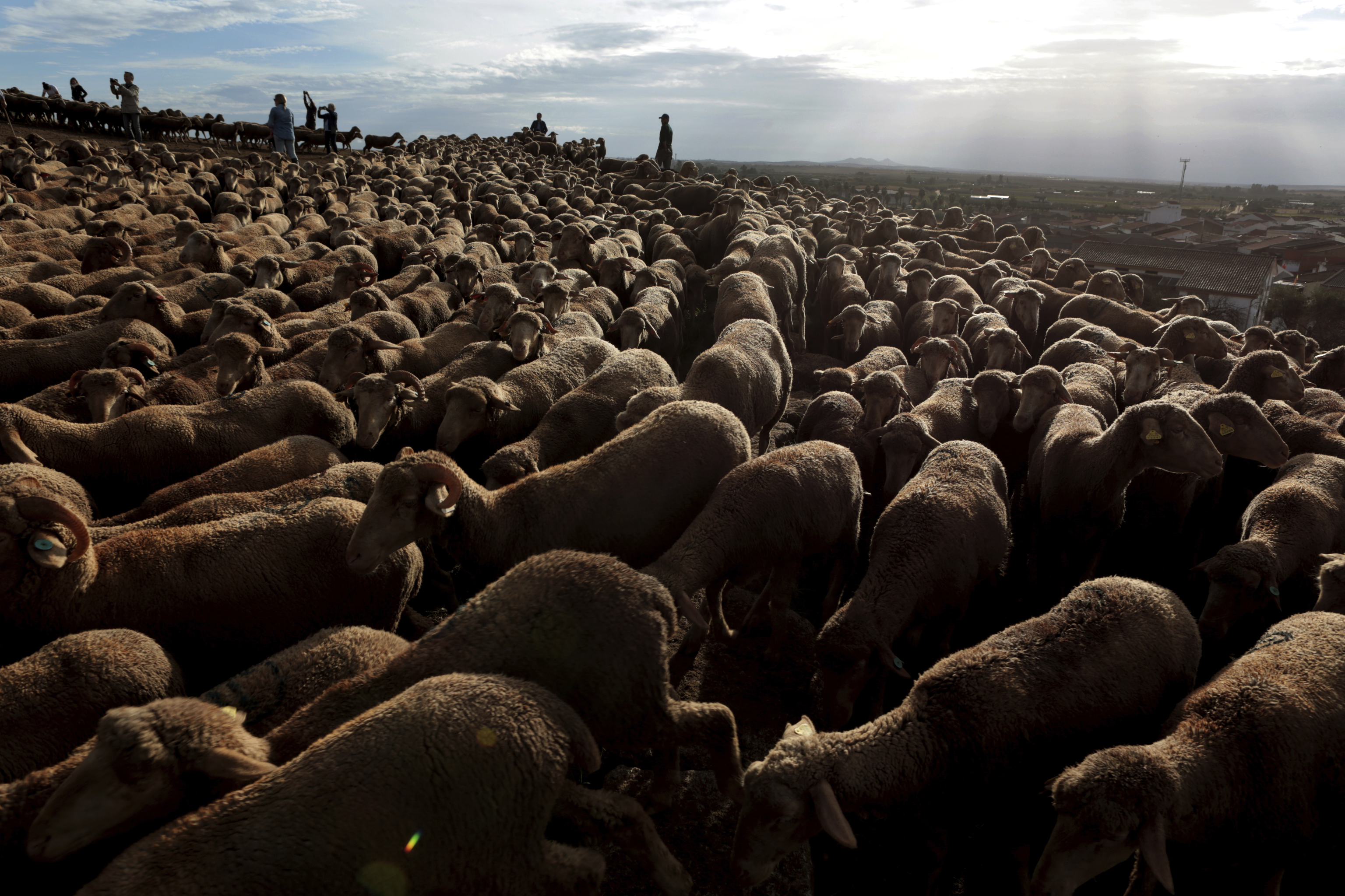 Un rebao de 3.600 ovejas merinas pasan por el Puente de los Austrias de Medelln, Badajoz.