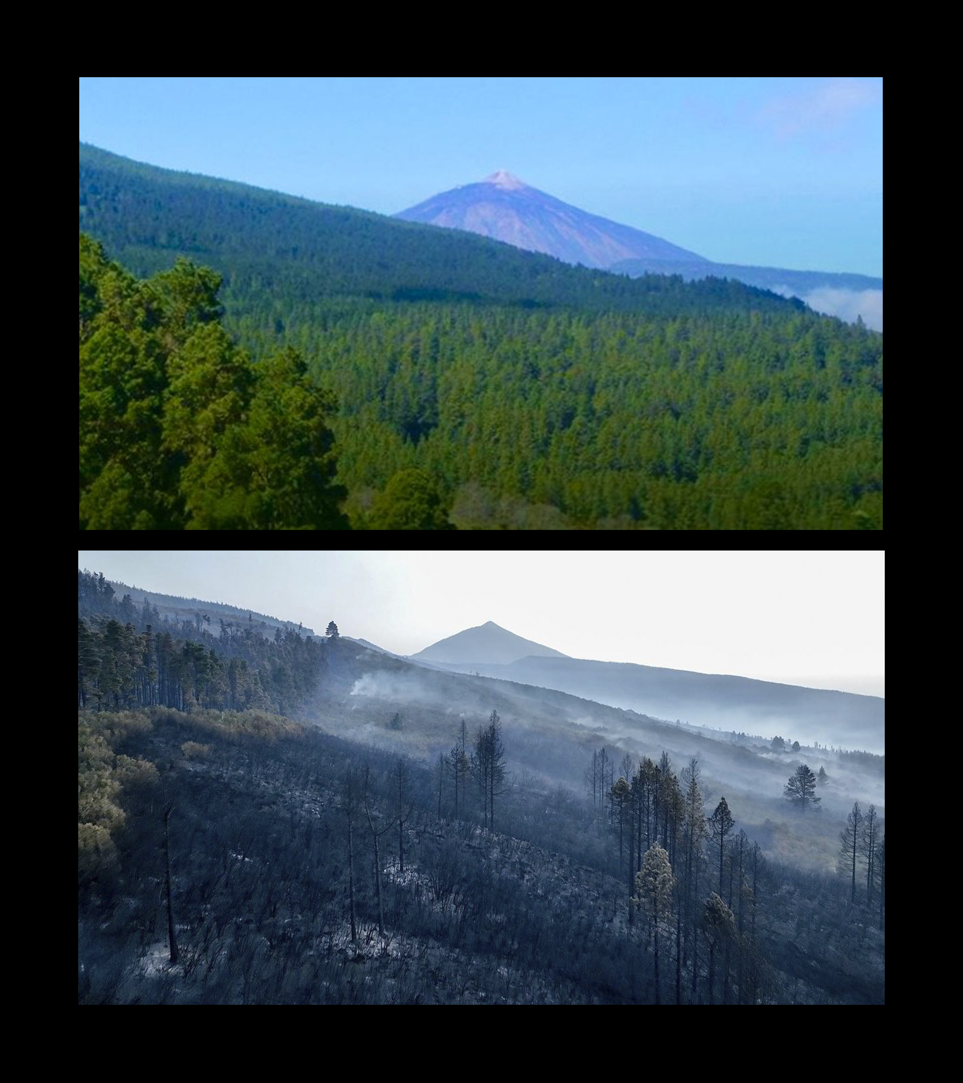Los bosques que rodeaban al Teide, hogar de especies endmicas de flora y fauna. En la imagen inferior, los restos del infierno a vista de dron.