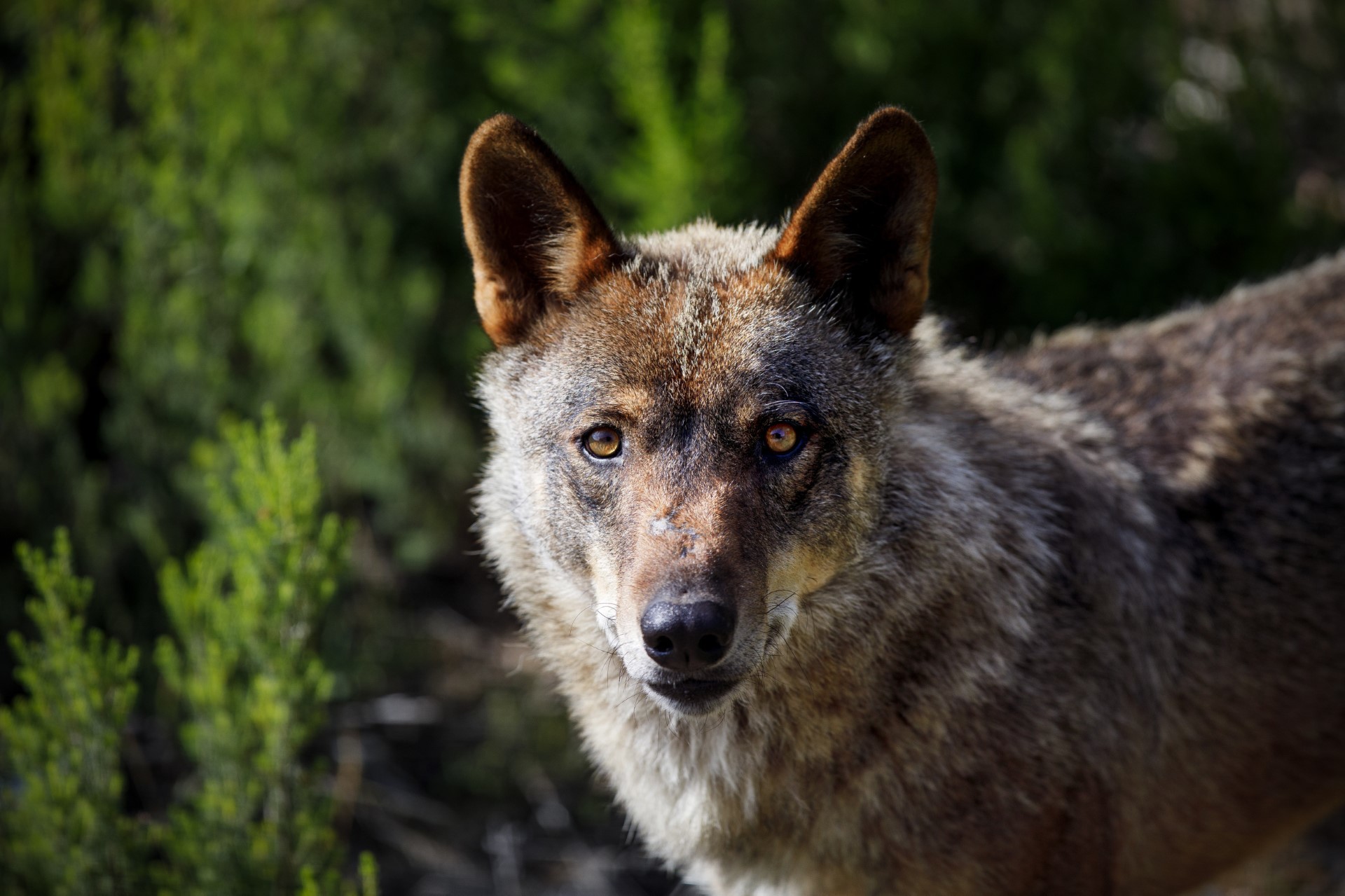 Un lobo iberico en el centro del lobo de Puebla de Sanabria.