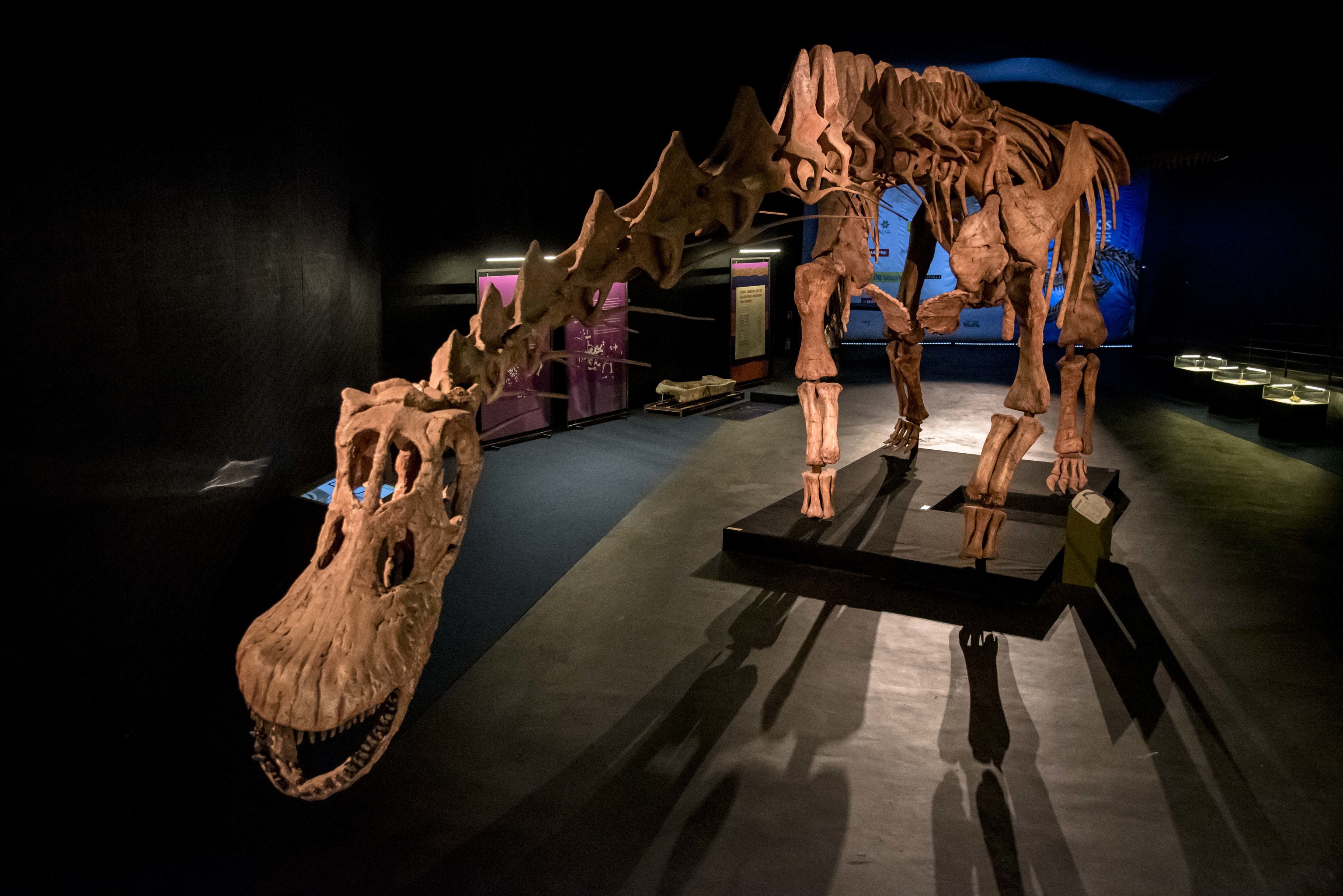 Réplica del Patagotitan mayorum, el mayor dinosaurio descubierto hasta el momento.
