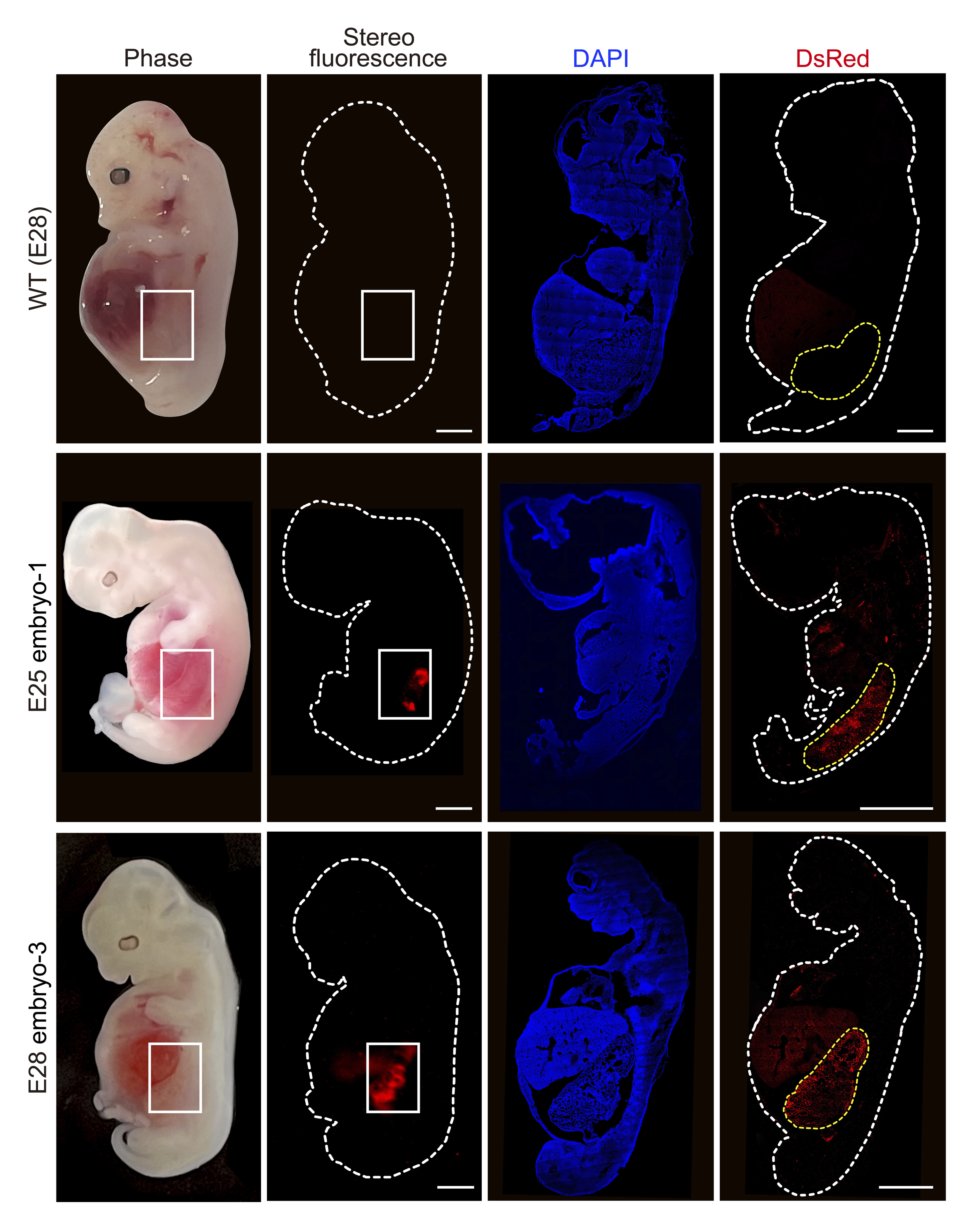 La imagen muestra células de riñón humanizadas (fluorescencia roja) dentro del embrión en comparación con un embrión de cerdo "salvaje".