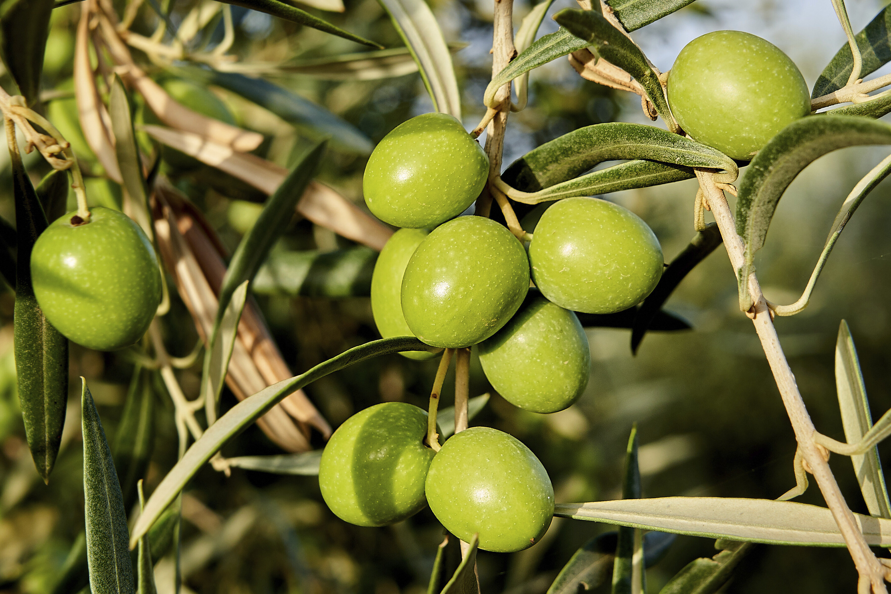 Aceitunas en la rama de un olivo.