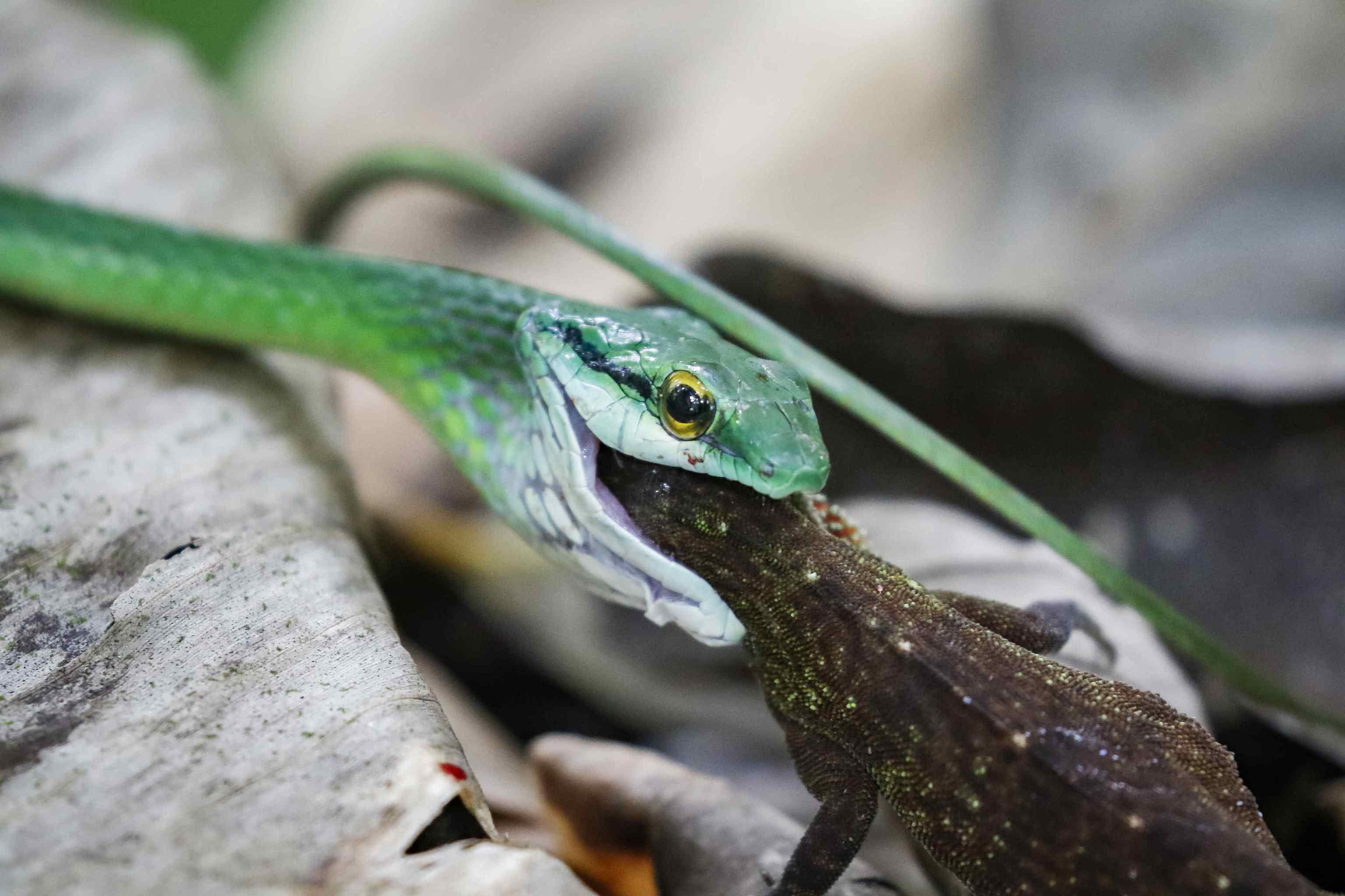 Una serpiente caza una lagartija.
