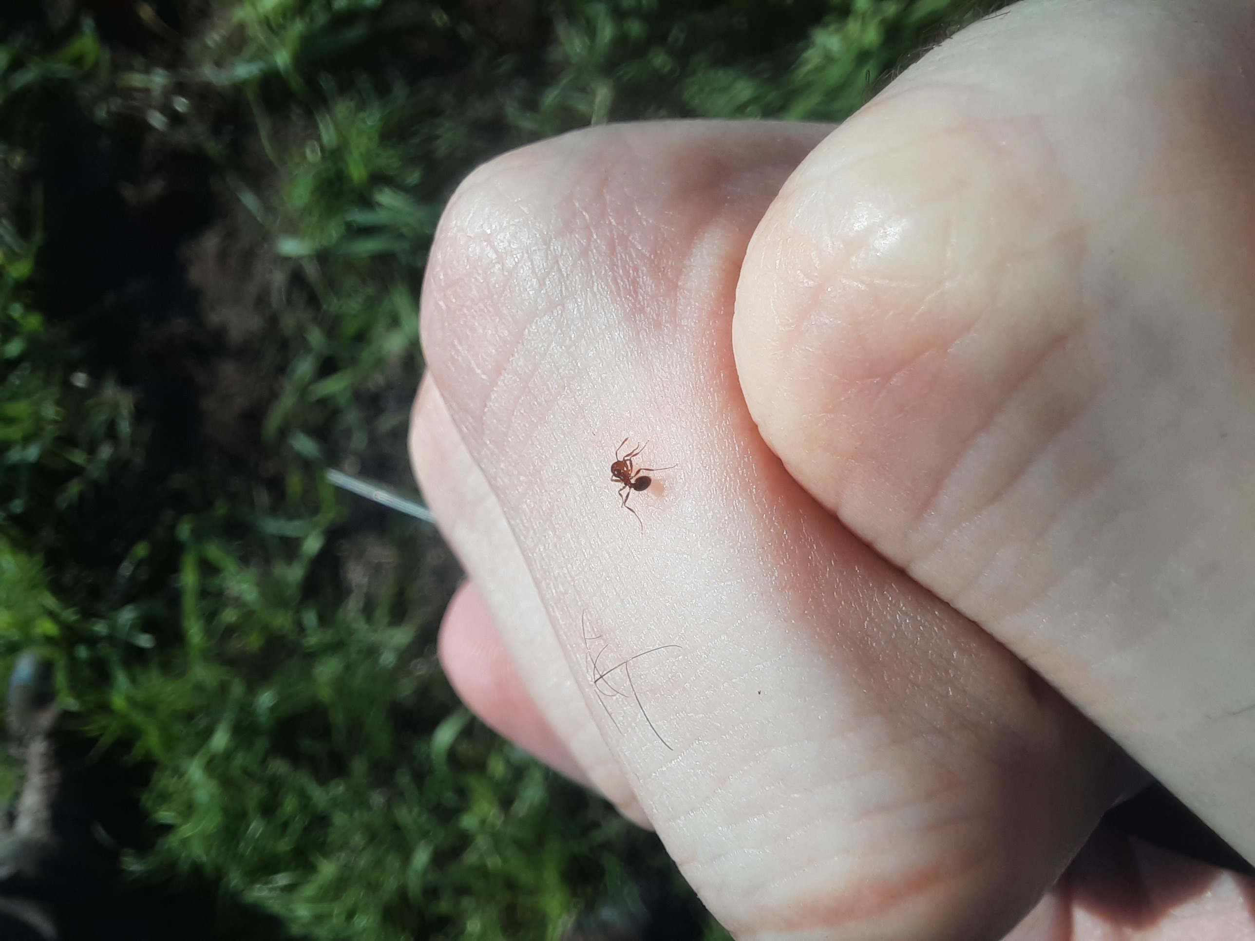 Una picadura de esta hormiga